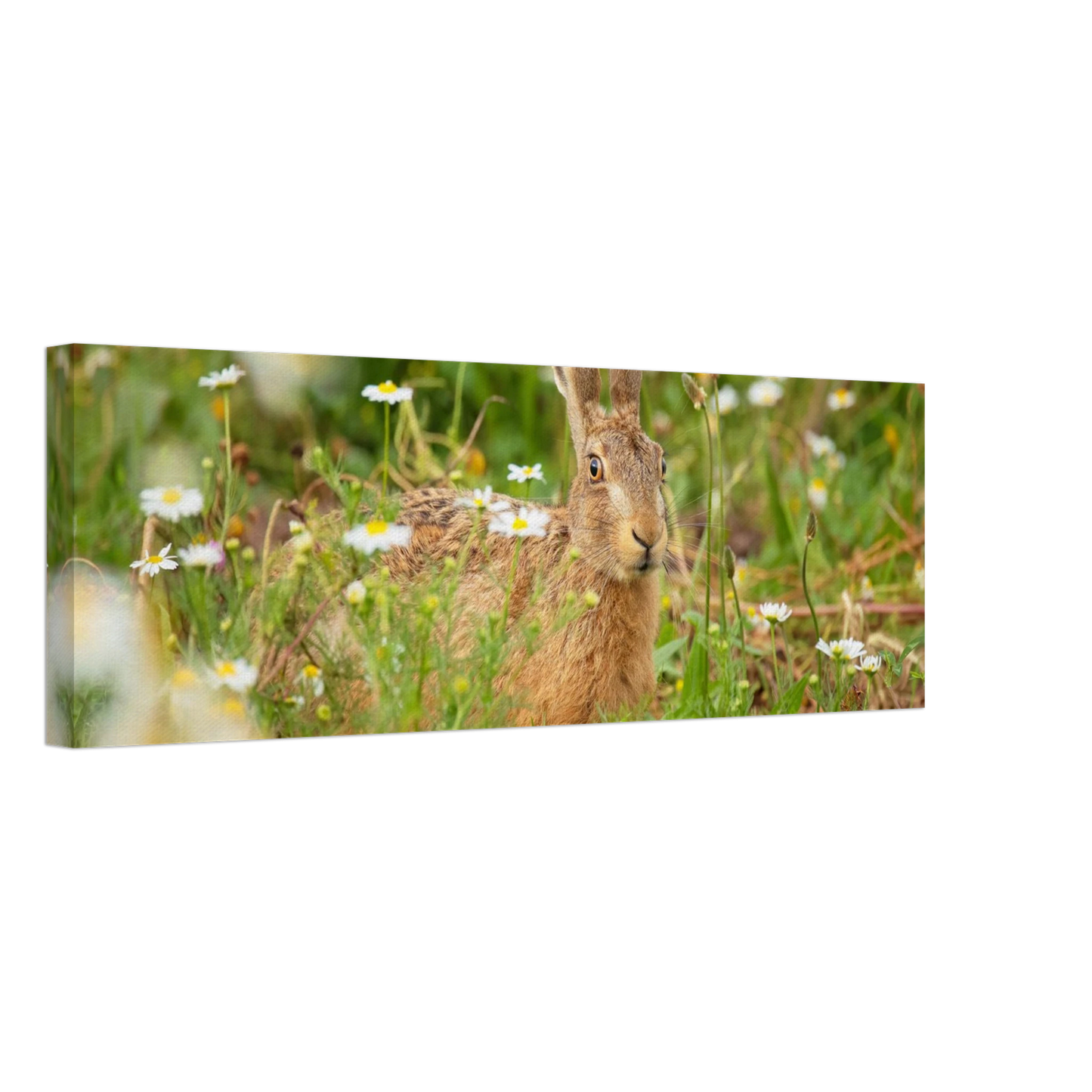 Wandbild feldhase im blumenfeld beruhigende natur tier kunst in vielen groessen