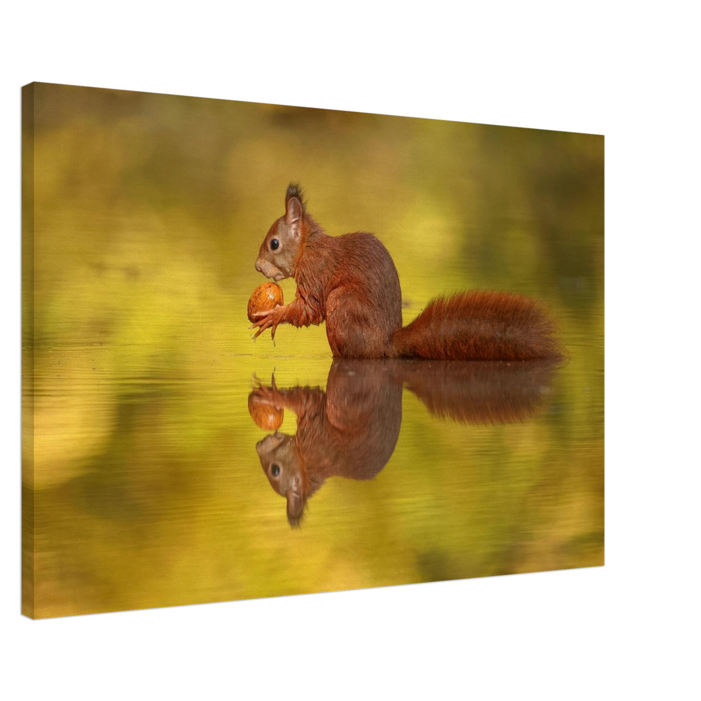 Wandbild eichhoernchen im goldenen herbstlicht lebendige tierfotografie fuer ihre wand