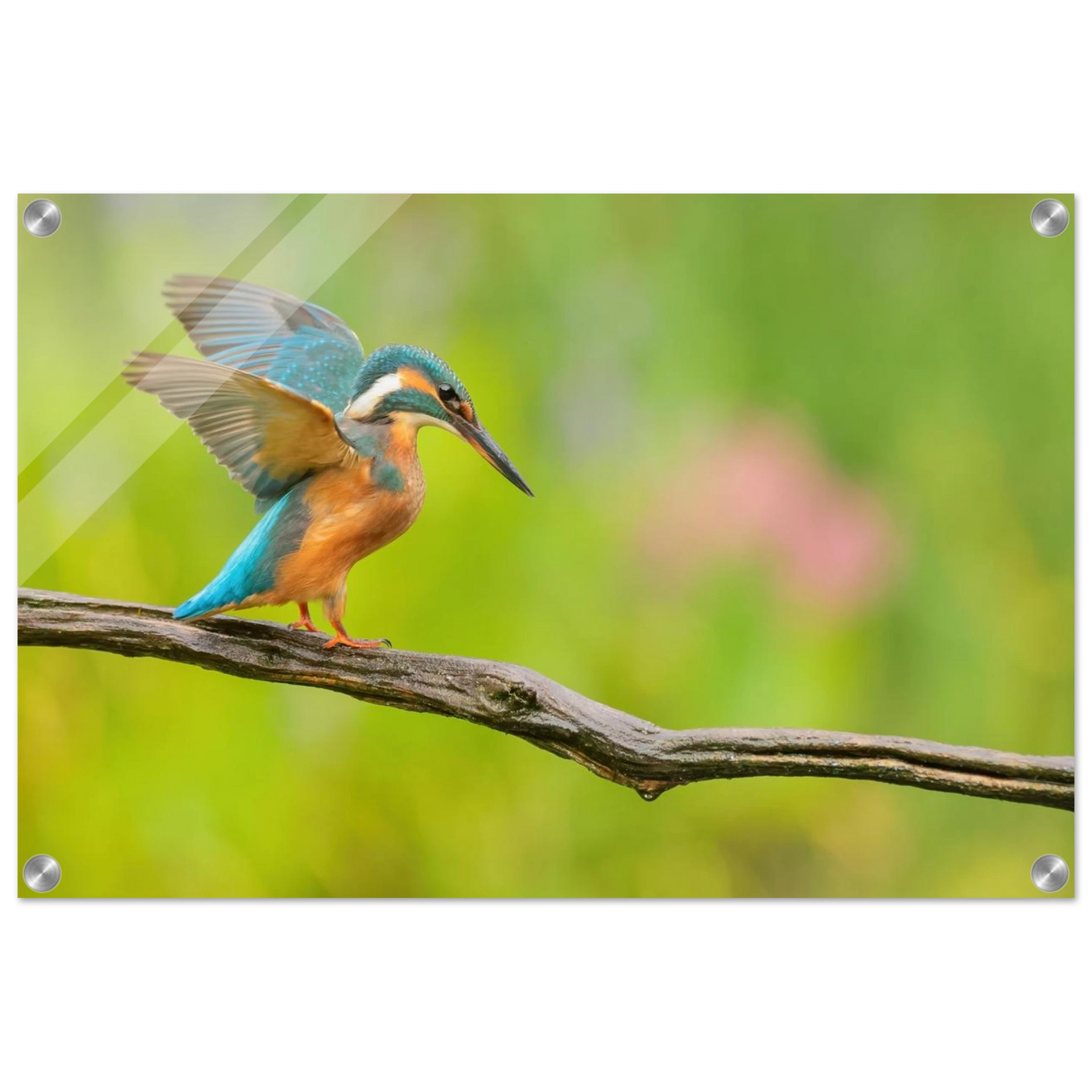Wandbild eisvogel leuchtende federpracht auf natuerlichem ast in ihrer wunschgroesse
