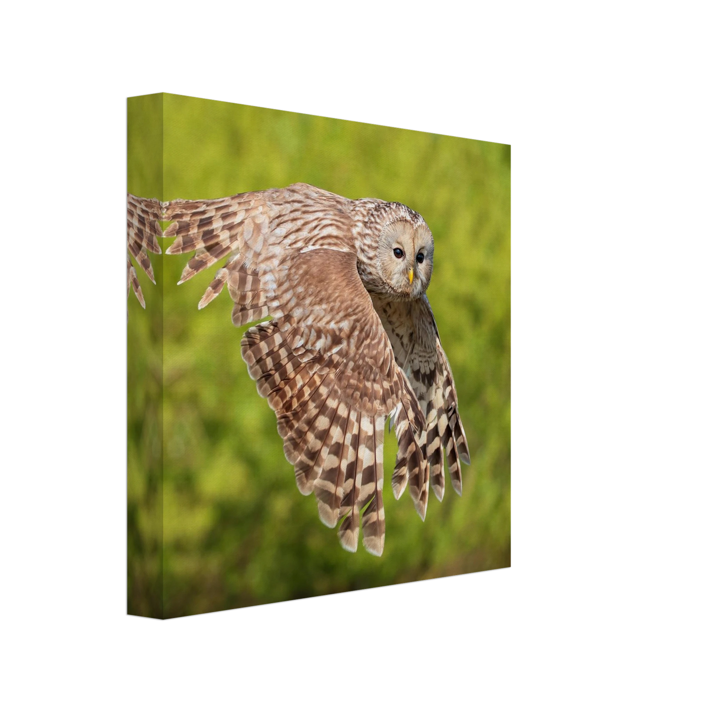 Wandbild majestaetische eule im flug naturfotografie fuer ihr zuhause
