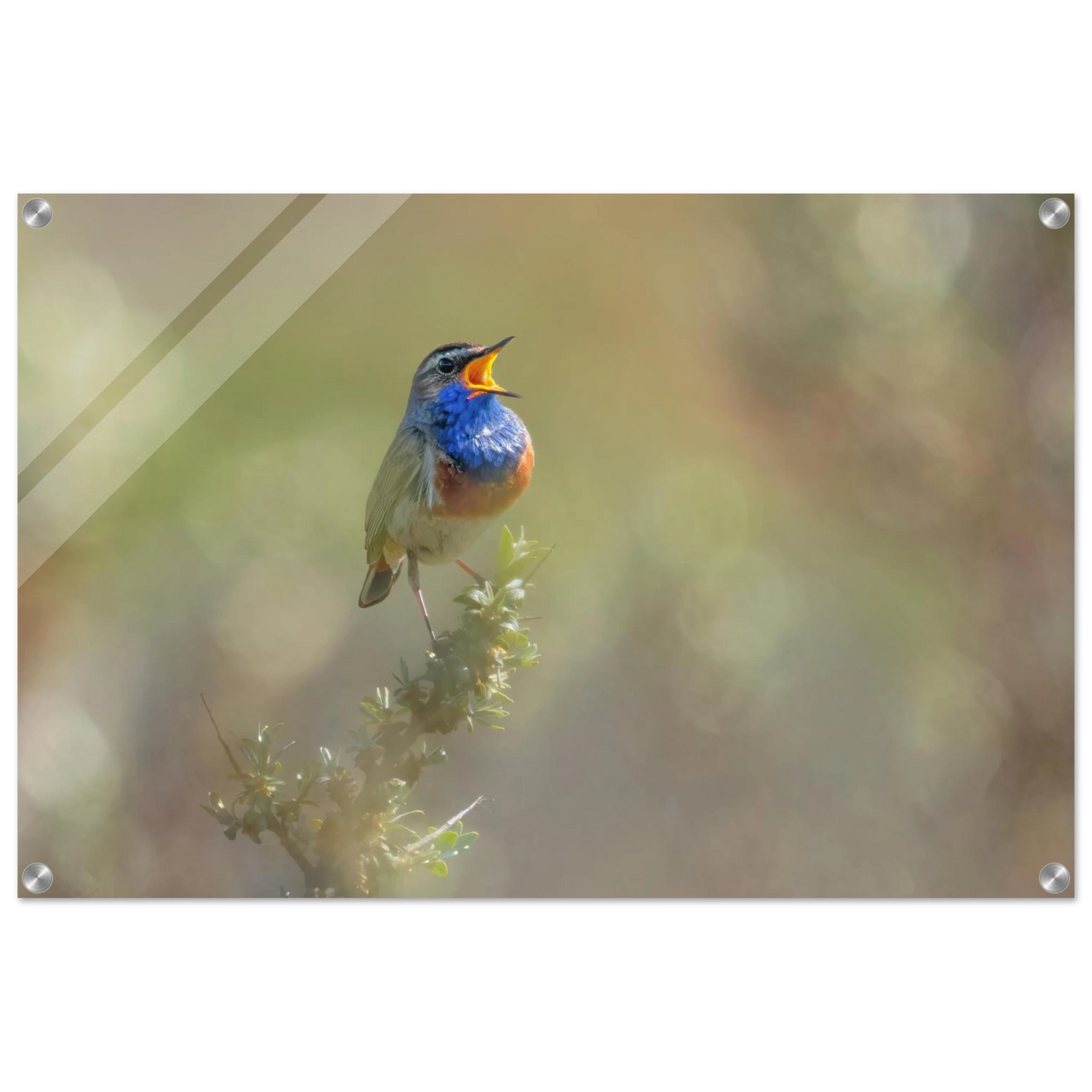 Wandbild singvogel in blautoenen lebendige vogelkunst fuer ihr zuhause in ihrer wunschgroesse