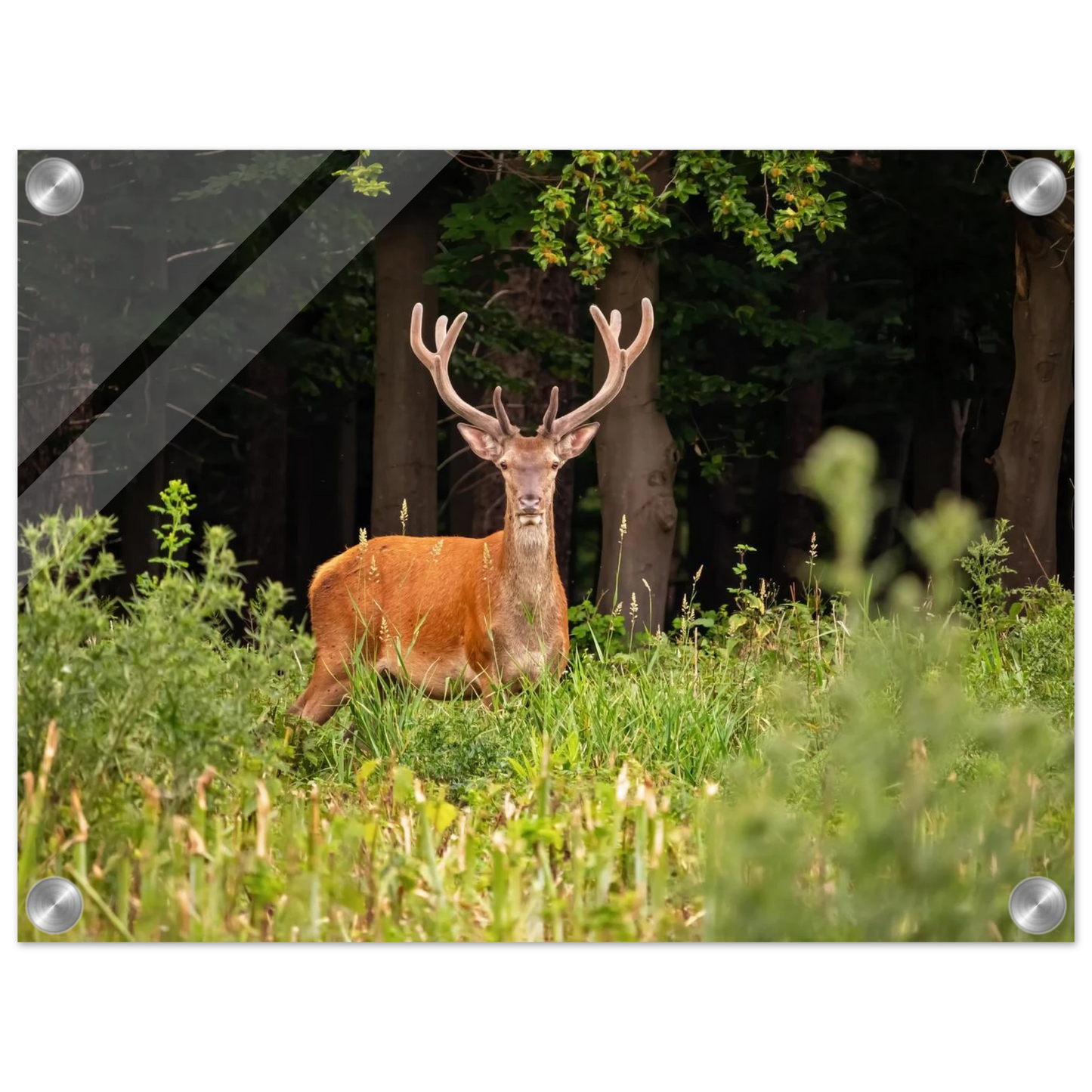 Wandbild majestaetischer hirsch im wald ein wildnis statement fuer ihr zuhause in verschiedenen groessen
