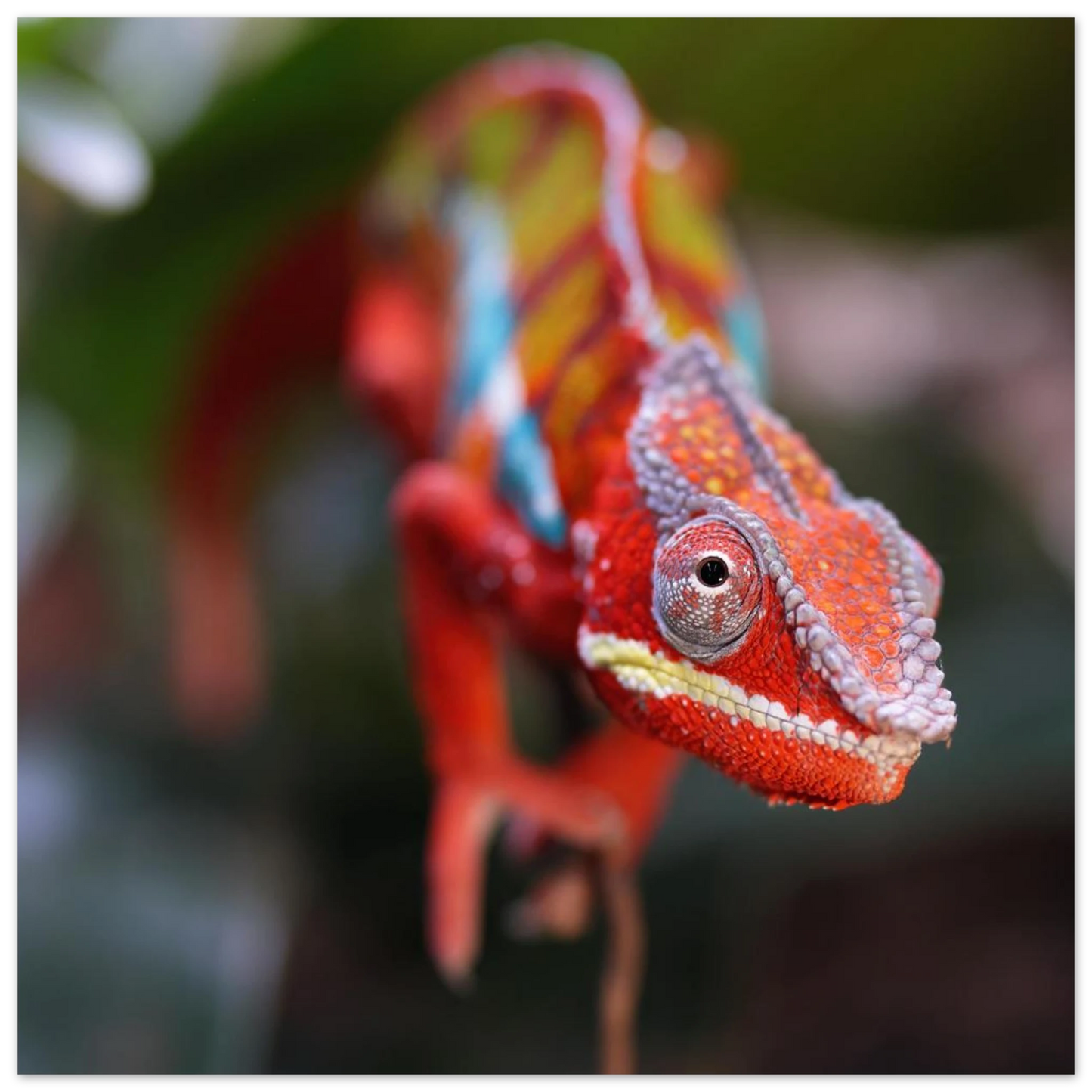 Wandbild faszinierendes chamaeleon portraet lebendige tierkunst fuer ihr zuhause in ihrer wunschgroesse