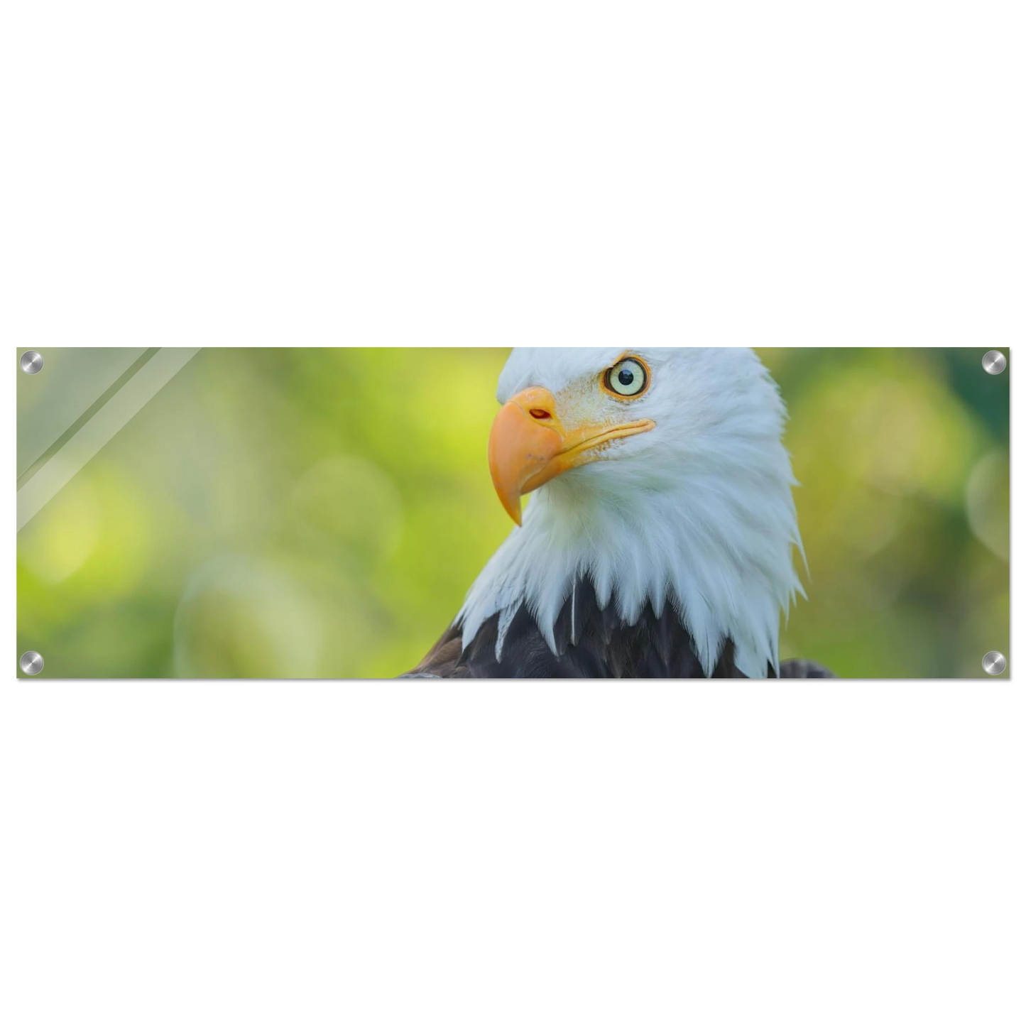Wandbild majestaetischer weisskopfseeadler eine ode an die freiheit in ihrer wunschgroesse