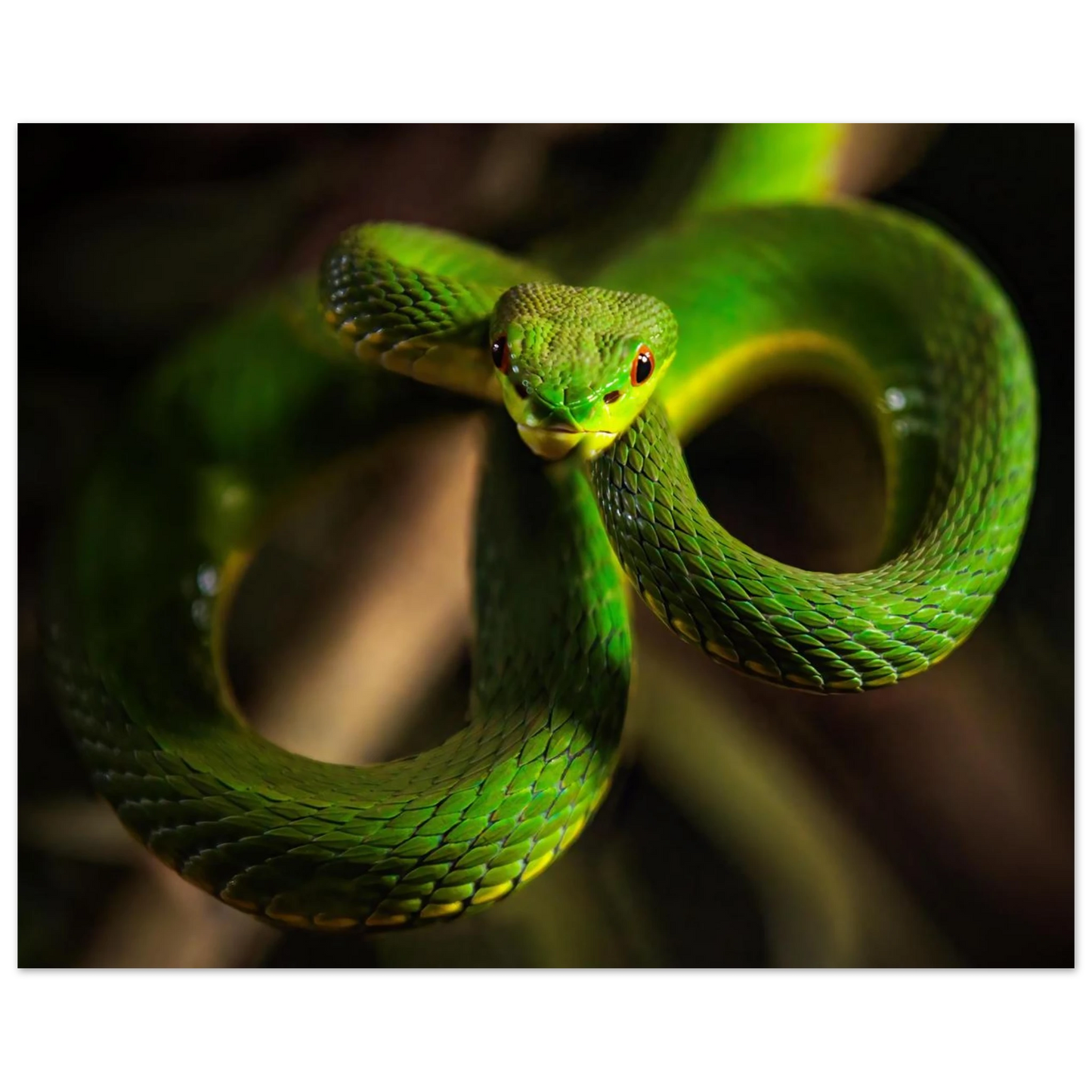 Wandbild der gruene baumviper ein hypnotischer blick in verschiedenen groessen