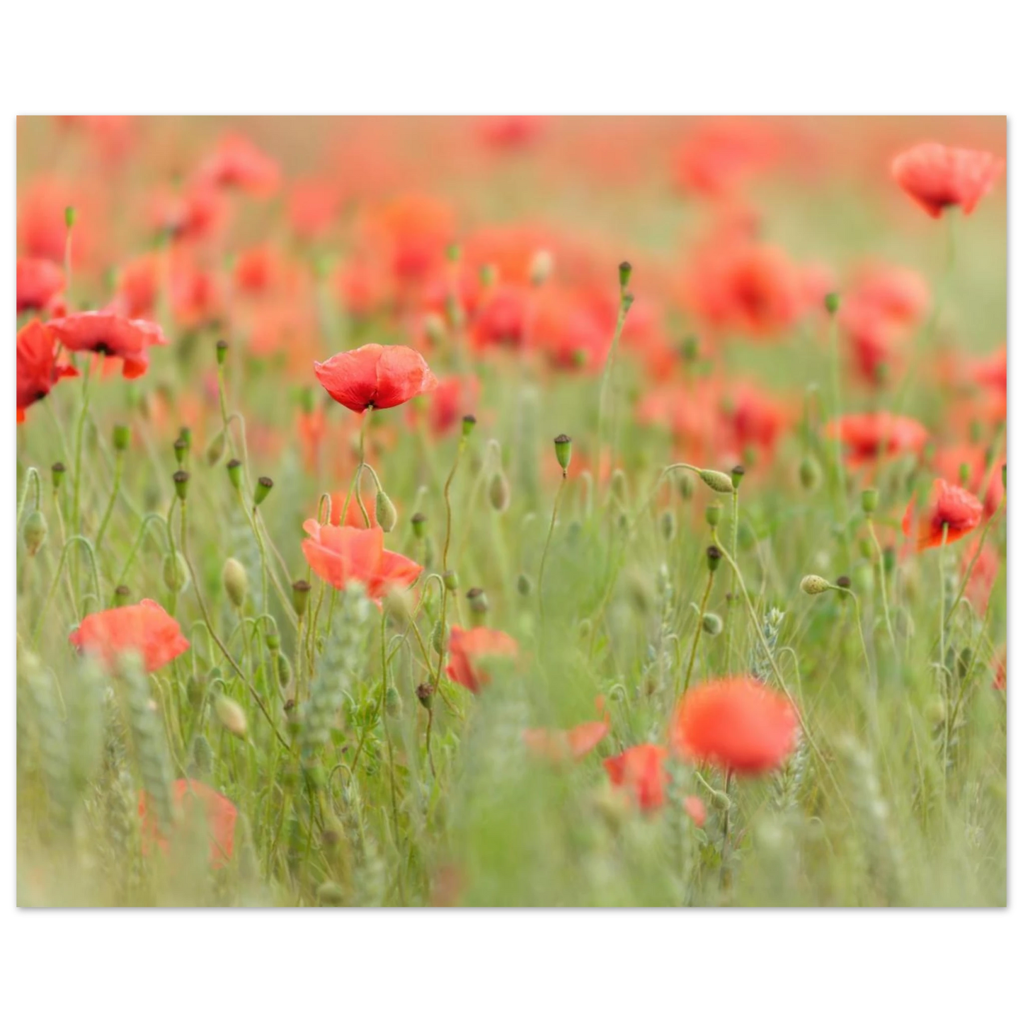 Wandbild vertraeumtes mohnblumenfeld ein stueck sommer fuer ihr zuhause in vielen groessen