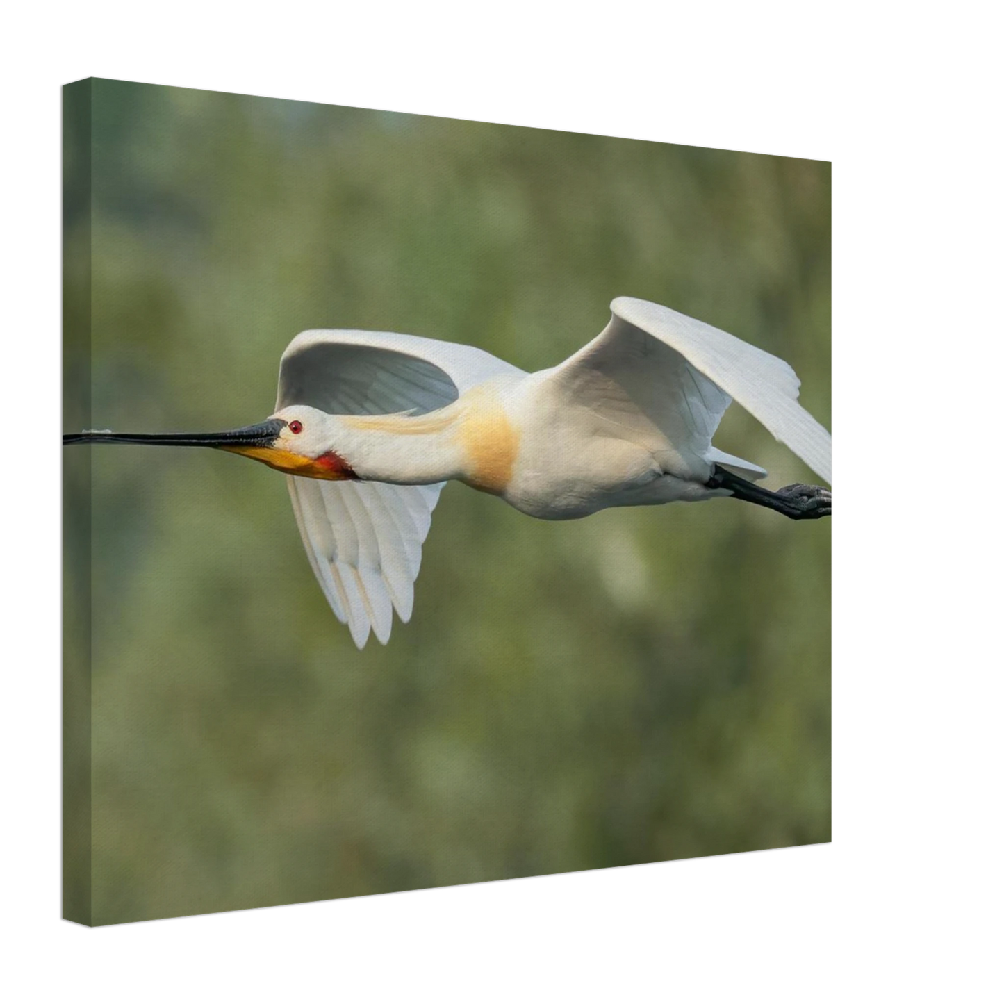 Wandbild eleganter loeffler im flug naturfotografie fuer ihr zuhause in vielen groessen