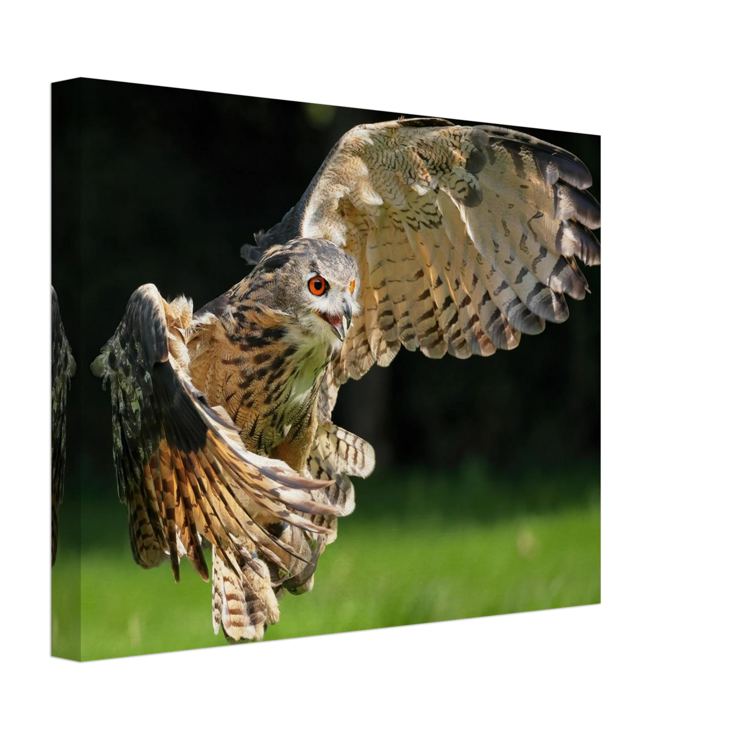 Wandbild majestaetische eule im flug ausdrucksstarke wandkunst fuer ihr zuhause