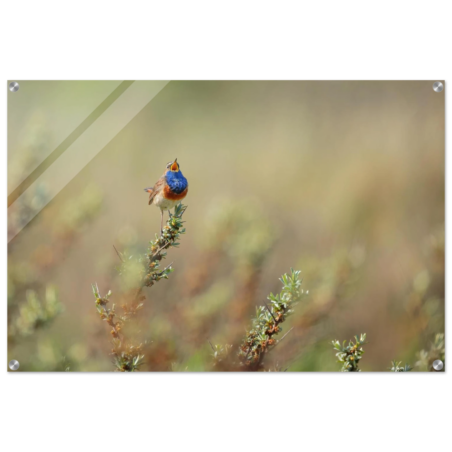 Wandbild lebendige nachtigall ein meisterwerk der naturfotografie fuer ihr zuhause