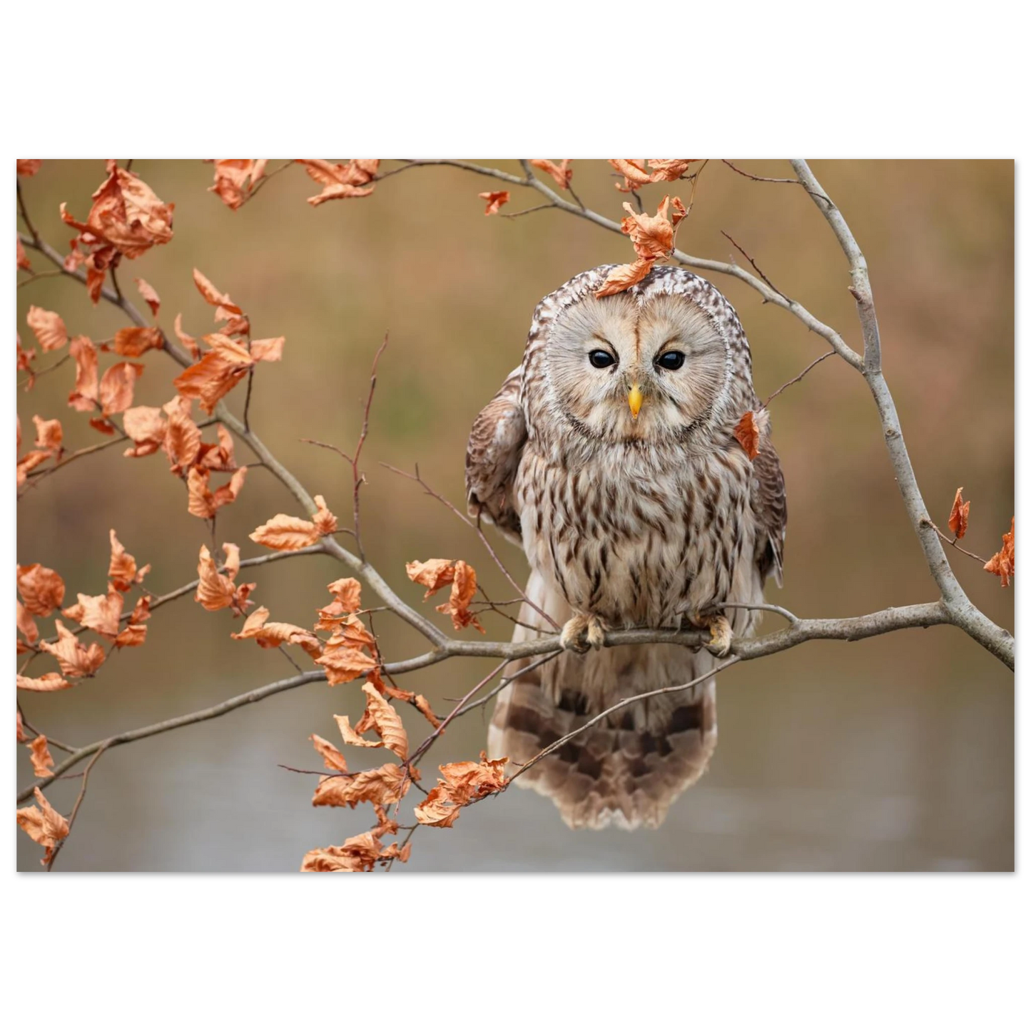 Wandbild majestaetische eule im herbstlaub einblick in die wildnis in verschiedenen groessen