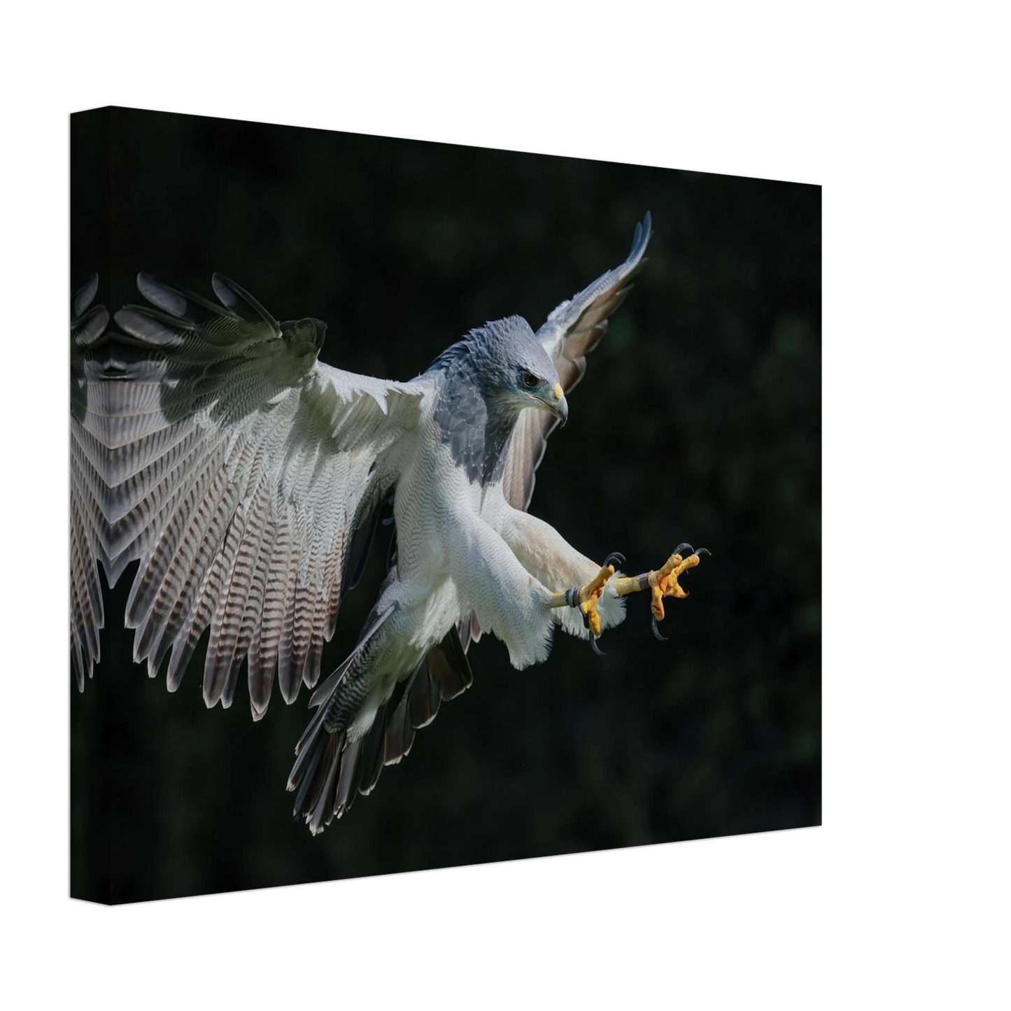 Wandbild majestaetischer schwarzbrustbussard im flug atemberaubende tierfotografie fuer ihr zuhause