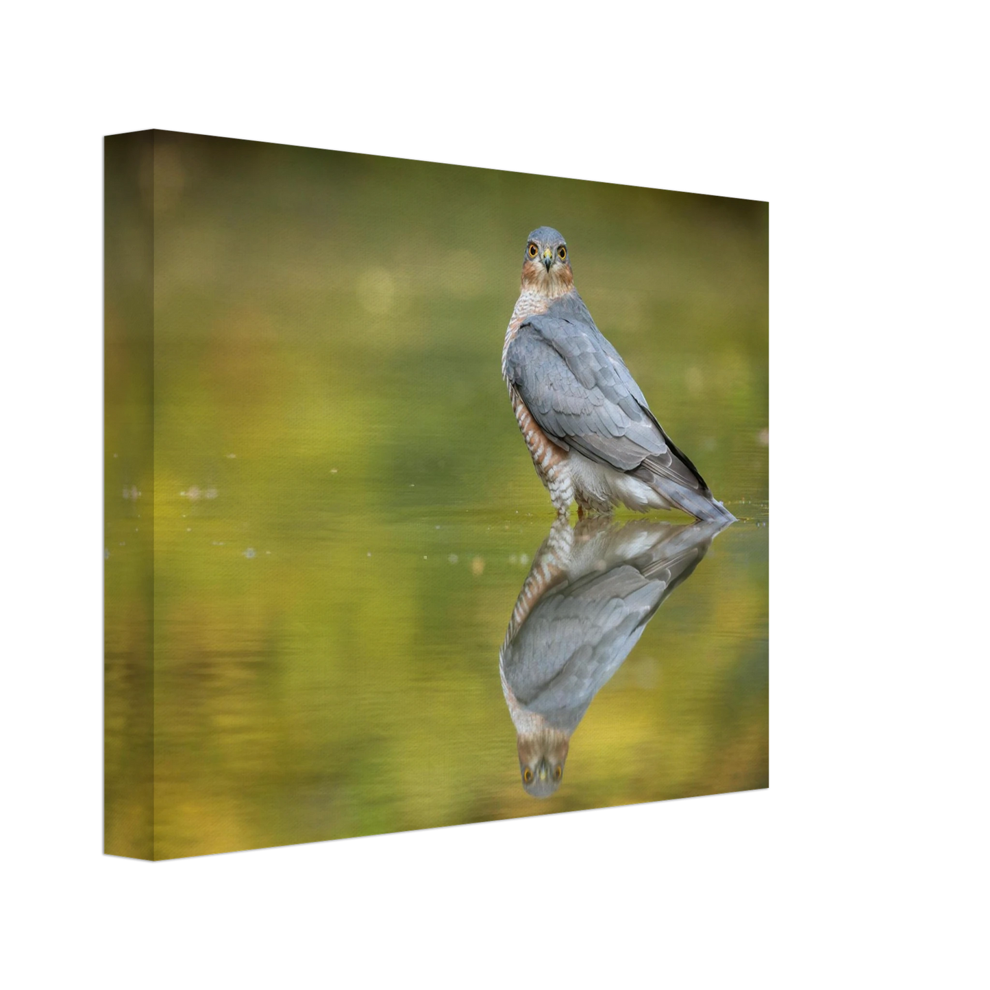 Wandbild mystischer sperber im morgengold faszinierende wildtierfotografie in ihrer wunschgroesse