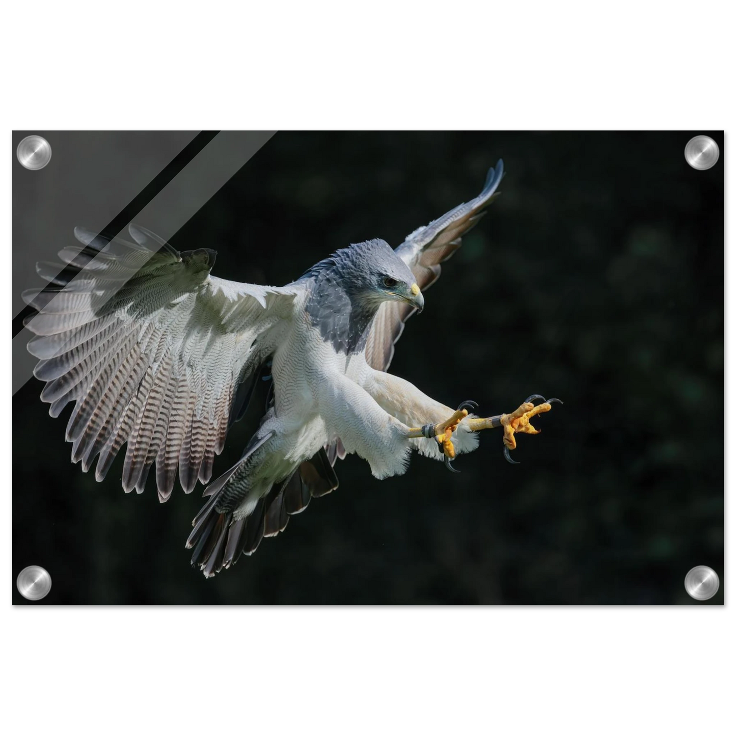 Wandbild majestaetischer schwarzbrustbussard im flug atemberaubende tierfotografie fuer ihr zuhause