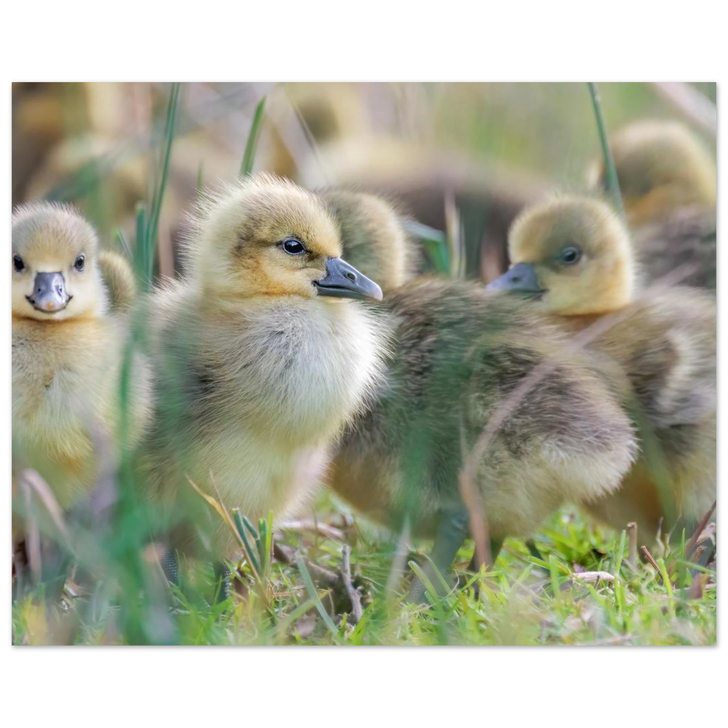 Wandbild kueken in zartgruen und gold suesse baby gans kunst in vielen groessen