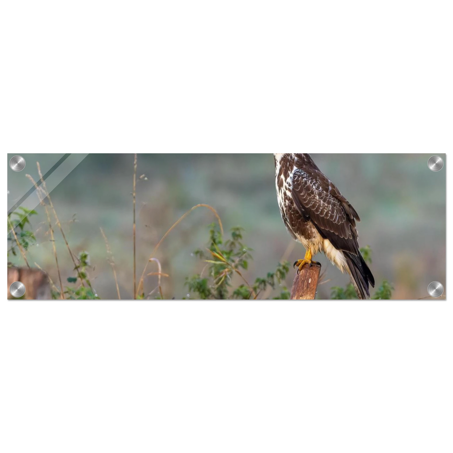 Wandbild majestaetischer bussard einblick in die wildnis auf hochglanz leinwand