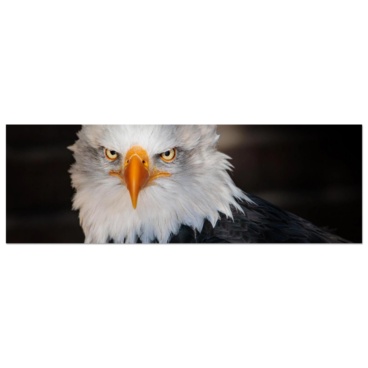 Wandbild majestaetischer adler ausdrucksstarke tierfotografie fuer ihr zuhause in vielen groessen erhaeltlich