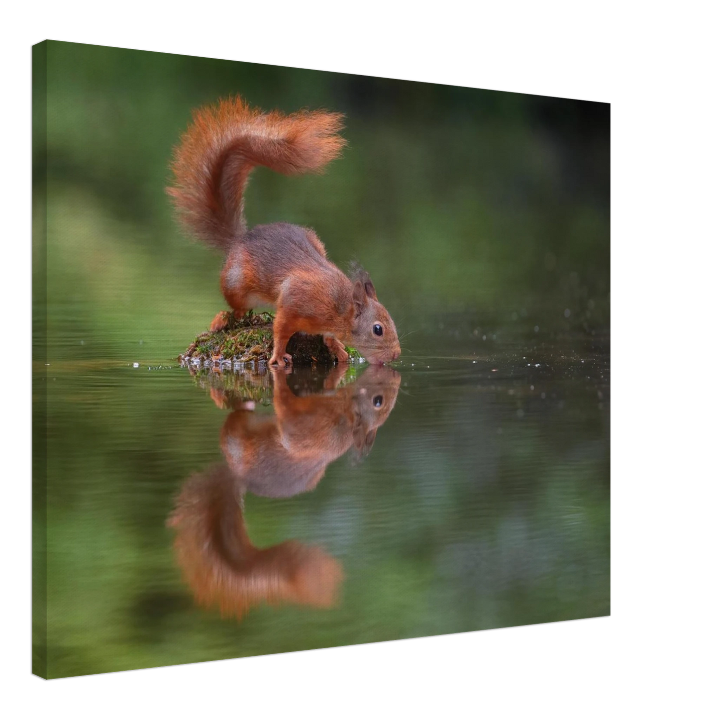 Wandbild durstiges eichhoernchen eine ruhige reflexion in der natur erhaeltlich in vielen groessen