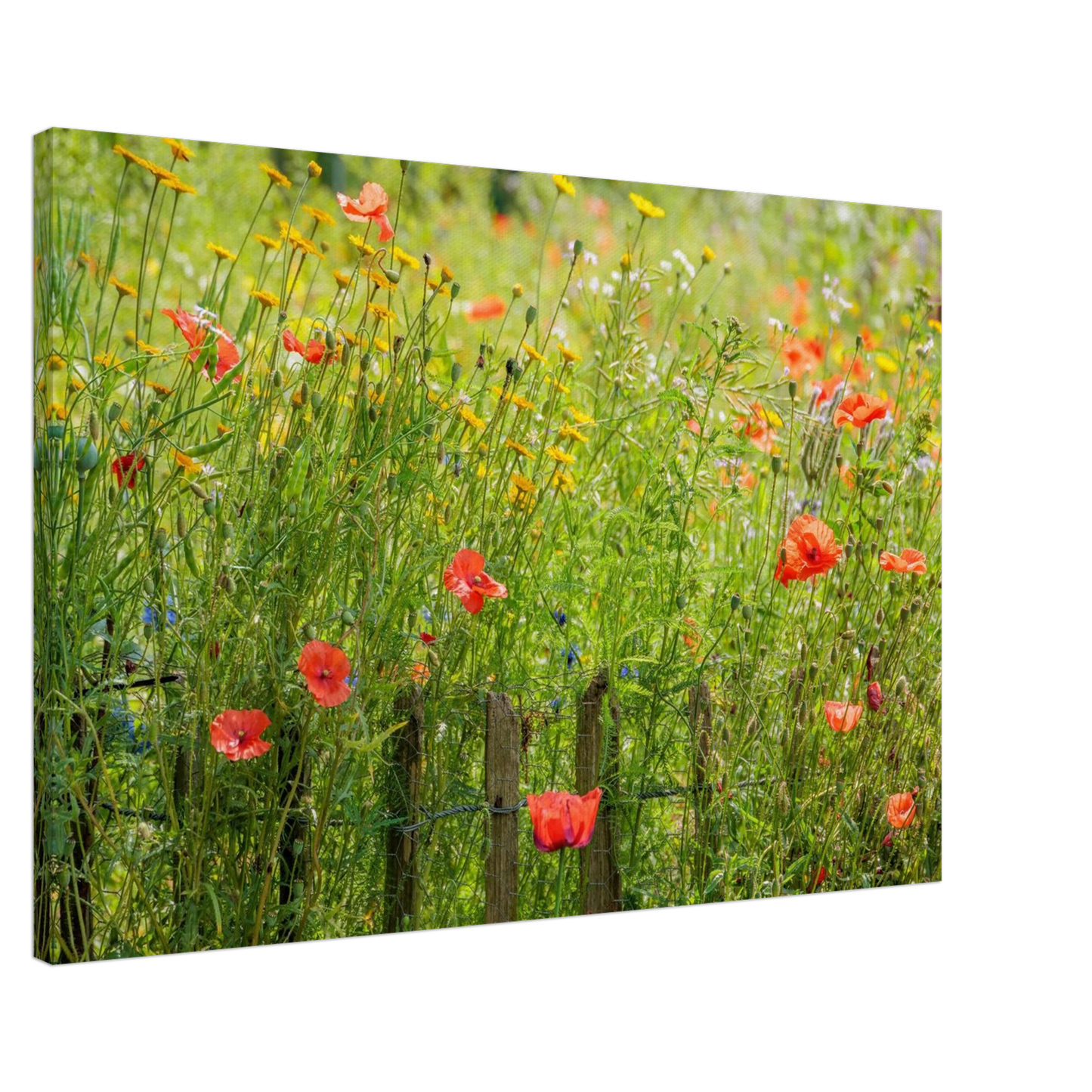Wandbild wildblumen feld rot gelb sonnige mohnblumen wiese als kunstdruck