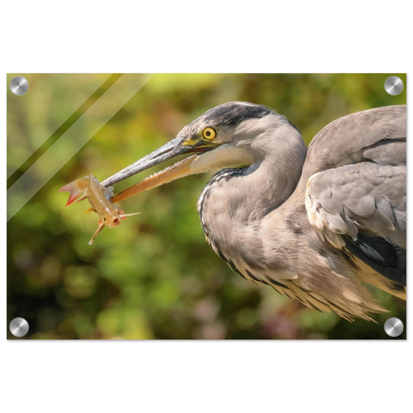 Wandbild graureiher mit fisch ein faszinierender moment in der natur verfuegbar in ihrer wunschgroesse
