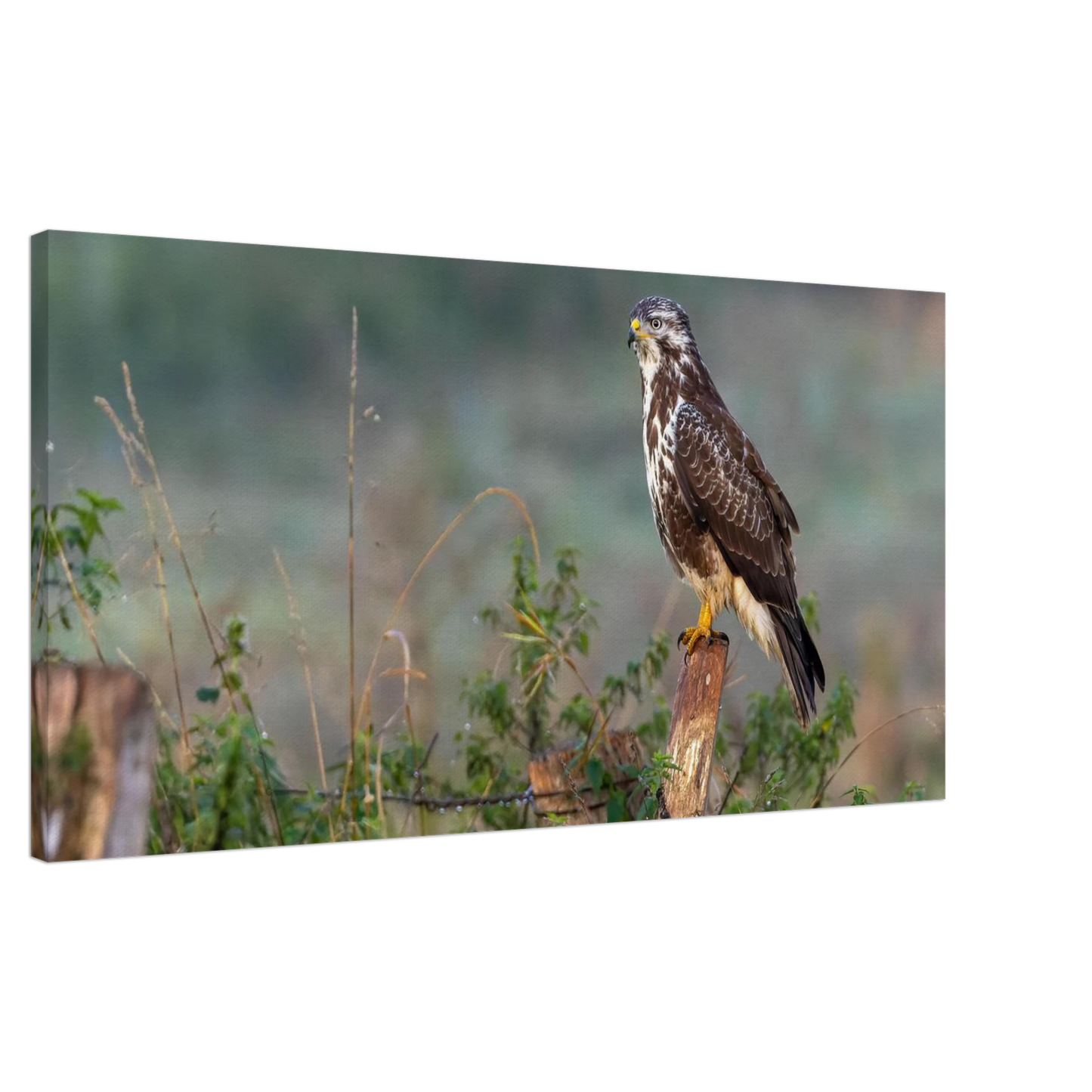 Wandbild majestaetischer bussard einblick in die wildnis auf hochglanz leinwand