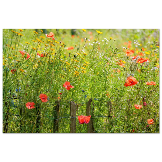 Wandbild wildblumen feld rot gelb sonnige mohnblumen wiese als kunstdruck