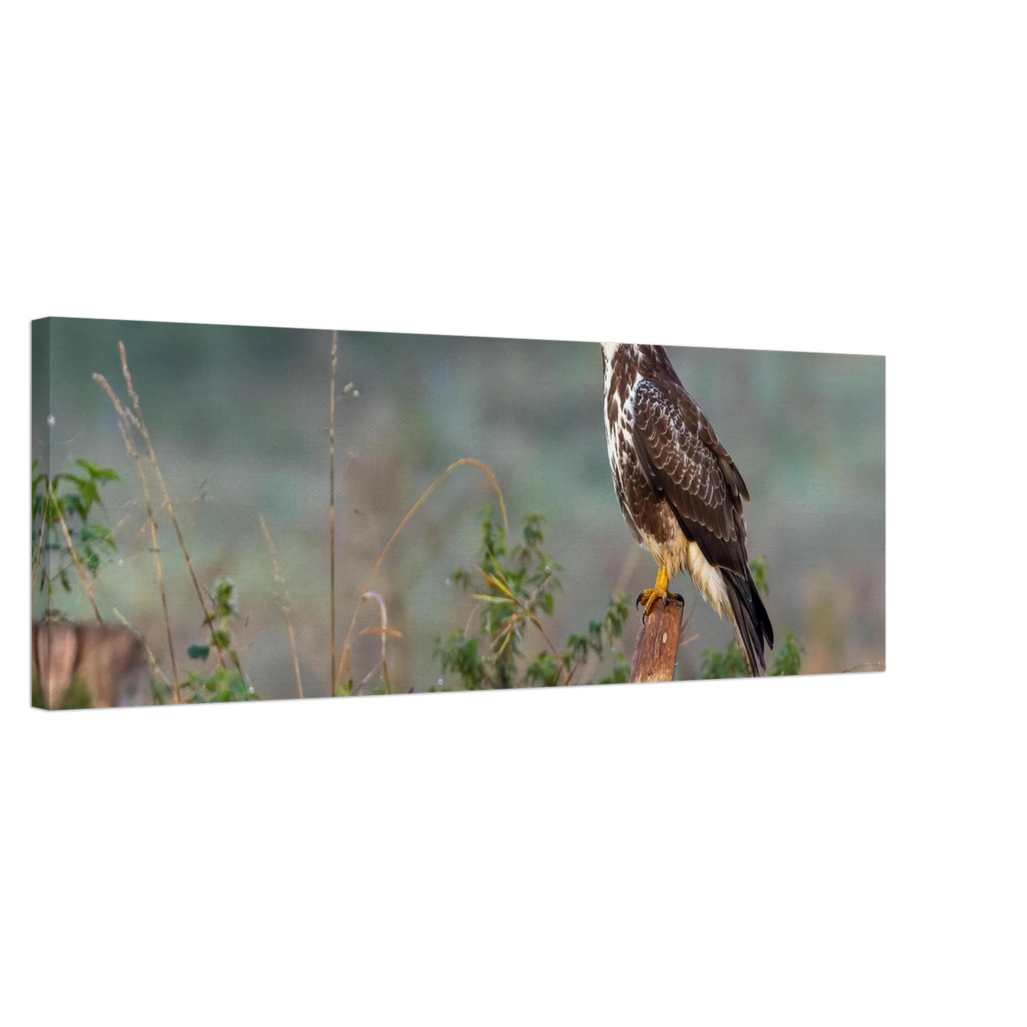 Wandbild majestaetischer bussard einblick in die wildnis auf hochglanz leinwand