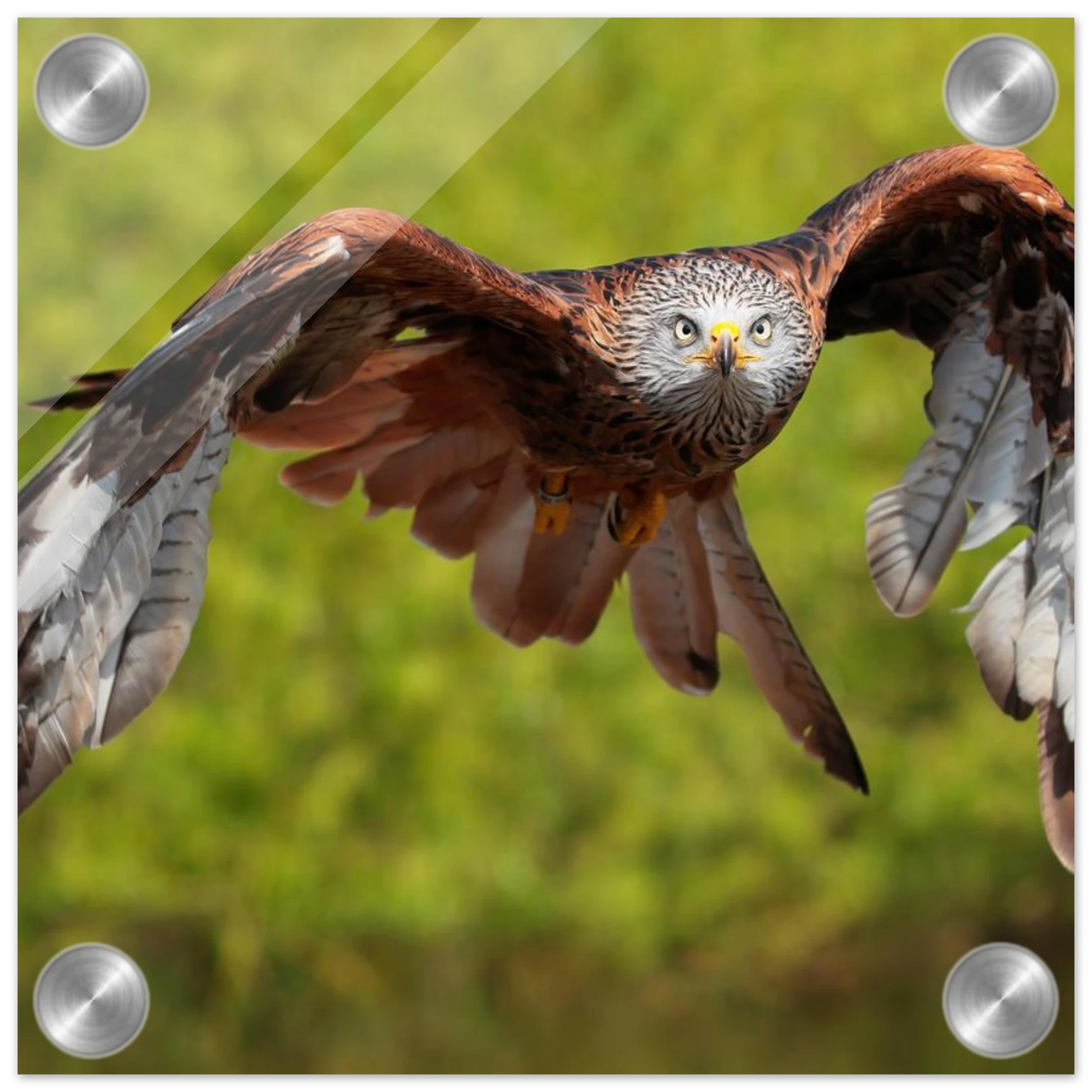Wandbild majestaetischer rotmilan im flug atemberaubende tierfotografie fuer ihr zuhause erhaeltlich in zahlreichen groessen