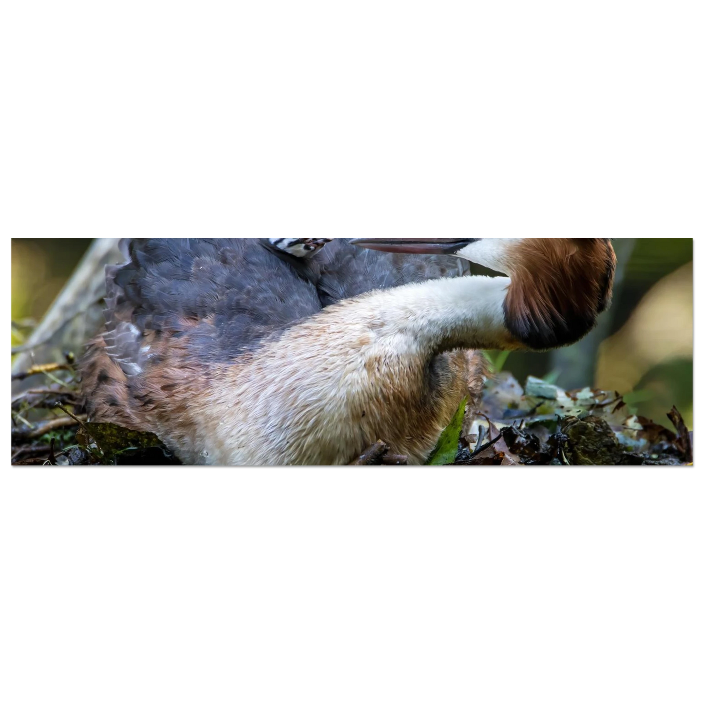 Wandbild zaertliche grosse haubentaucher familie naturgetreuer kunstdruck in ihrer wunschgroesse
