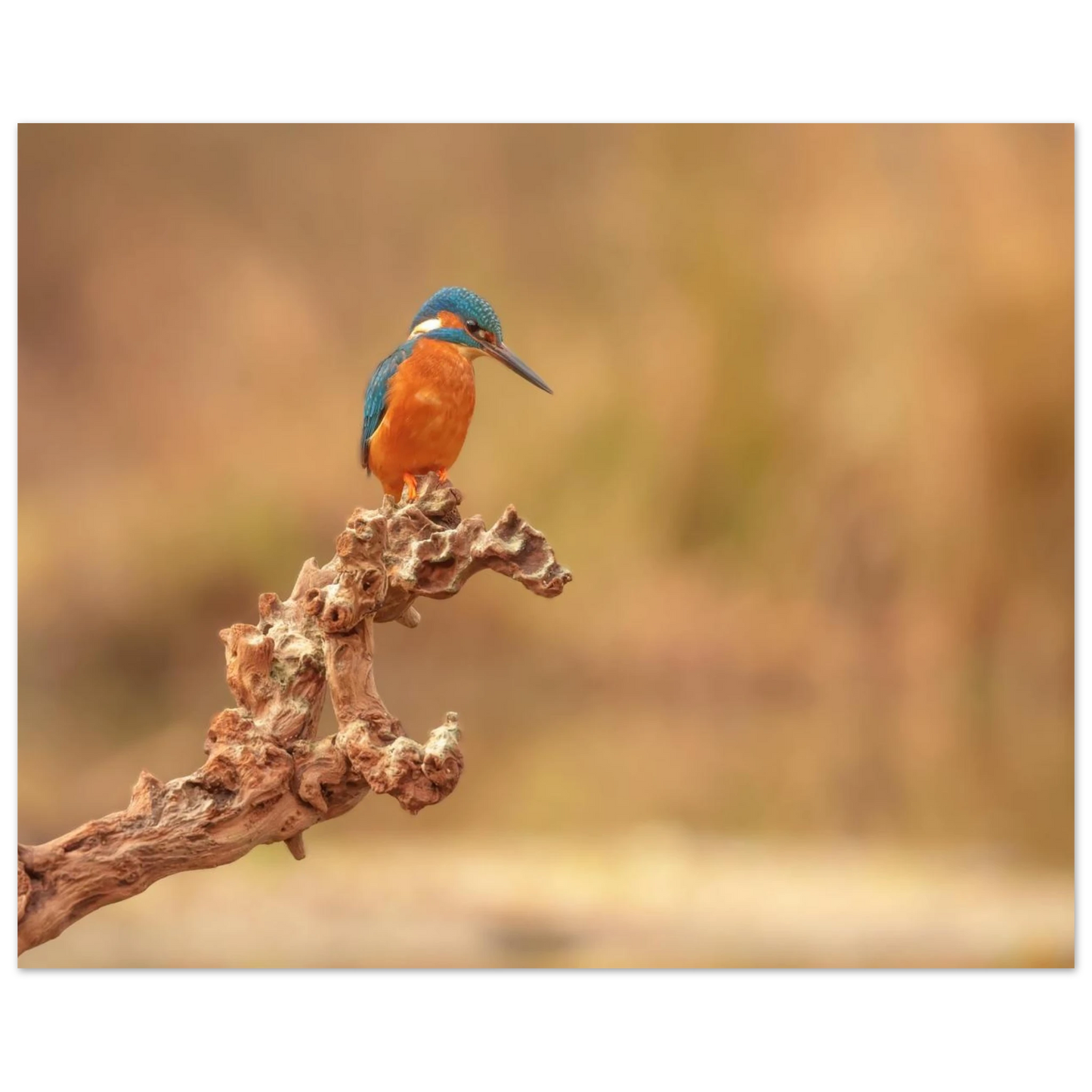 Wandbild eisvogel lebendige naturkunst fuer ihr zuhause in vielen groessen
