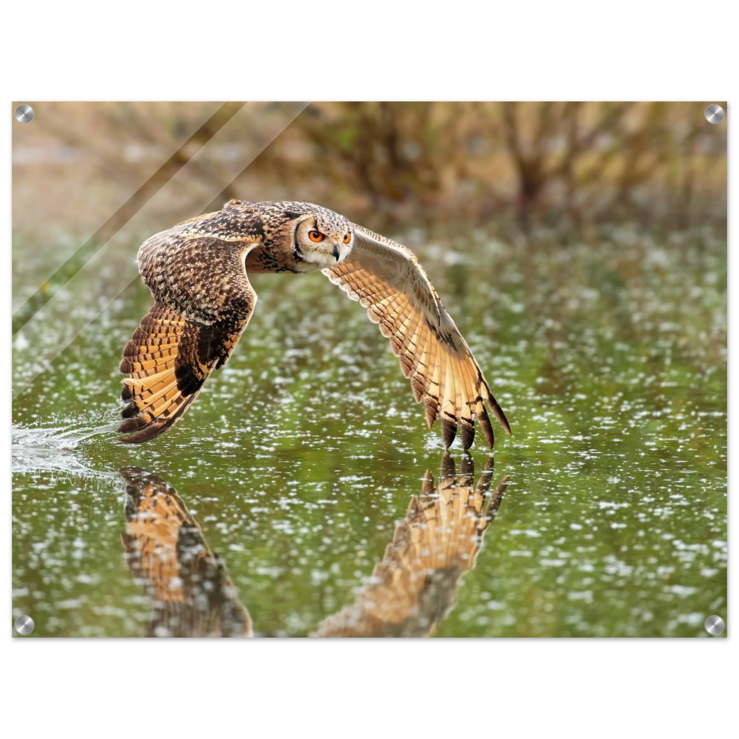 Wandbild majestaetische eule im flug naturfotografie mit lebendigen orangetoenen in ihrer wunschgroesse