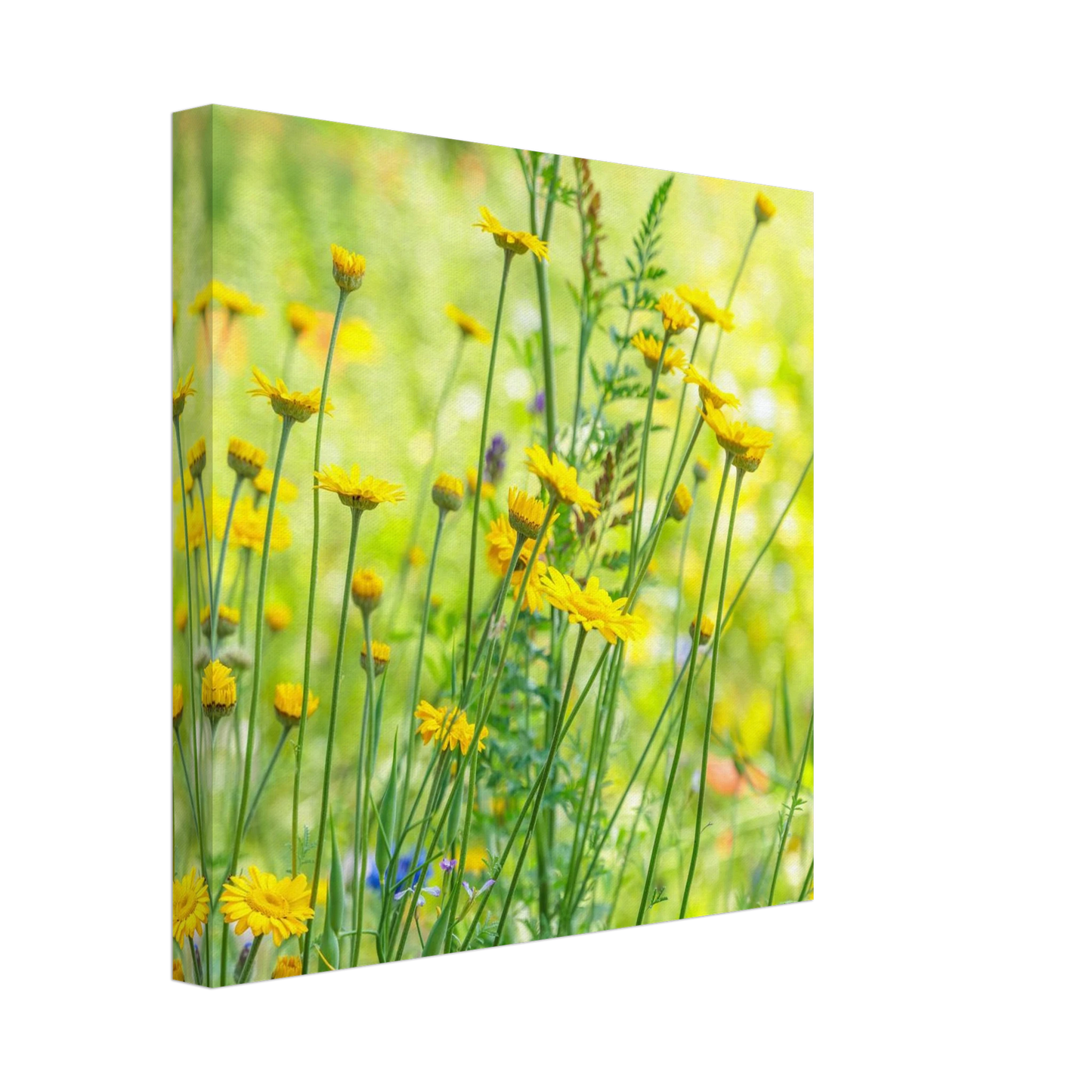 Wandbild sunshine meadow lebendiger blumen druck in verschiedenen groessen