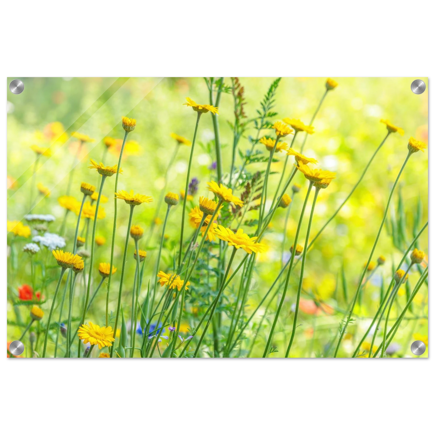 Wandbild sunshine meadow lebendiger blumen druck in verschiedenen groessen