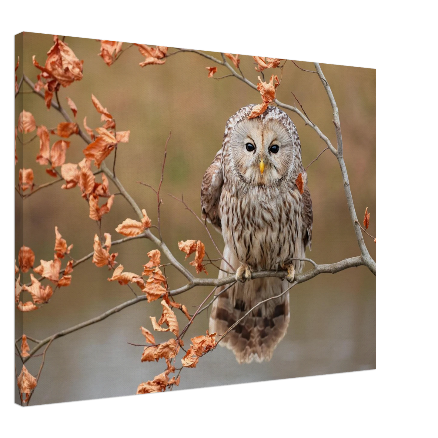Wandbild majestaetische eule im herbstlaub einblick in die wildnis in verschiedenen groessen