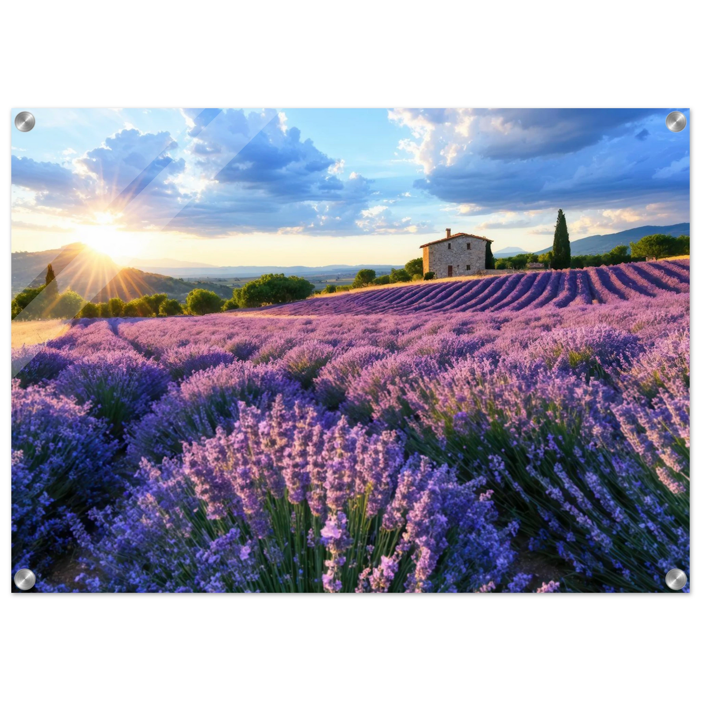 Wandbild sonnenuntergang ueber lavendelfeldern idyllische provence landschaft im wunschformat