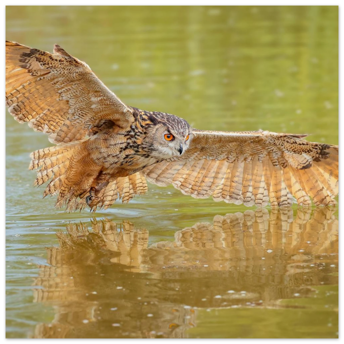Wandbild majestaetischer uhu im jagdflug atemberaubende wildtierkunst in verschiedenen groessen