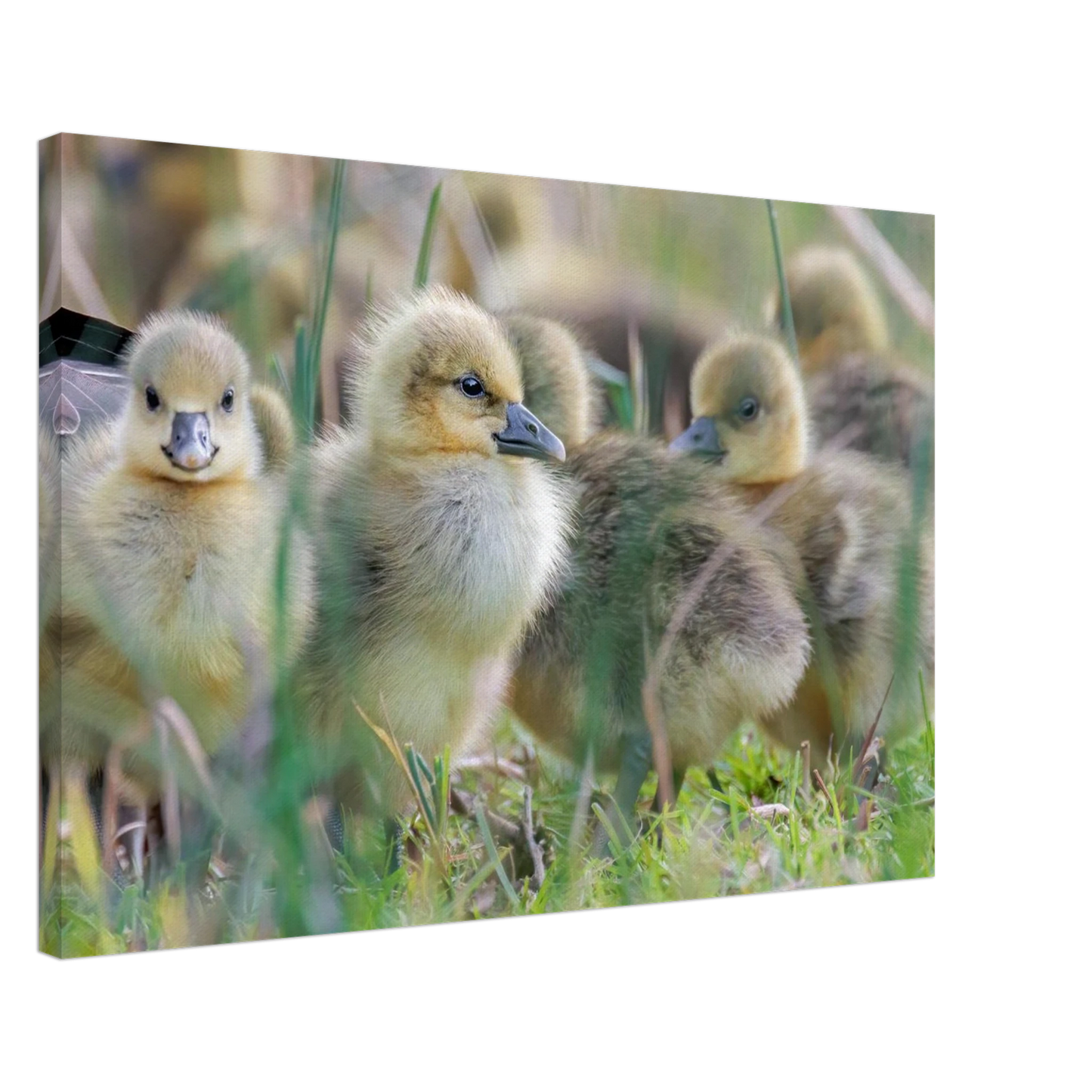 Wandbild kueken in zartgruen und gold suesse baby gans kunst in vielen groessen