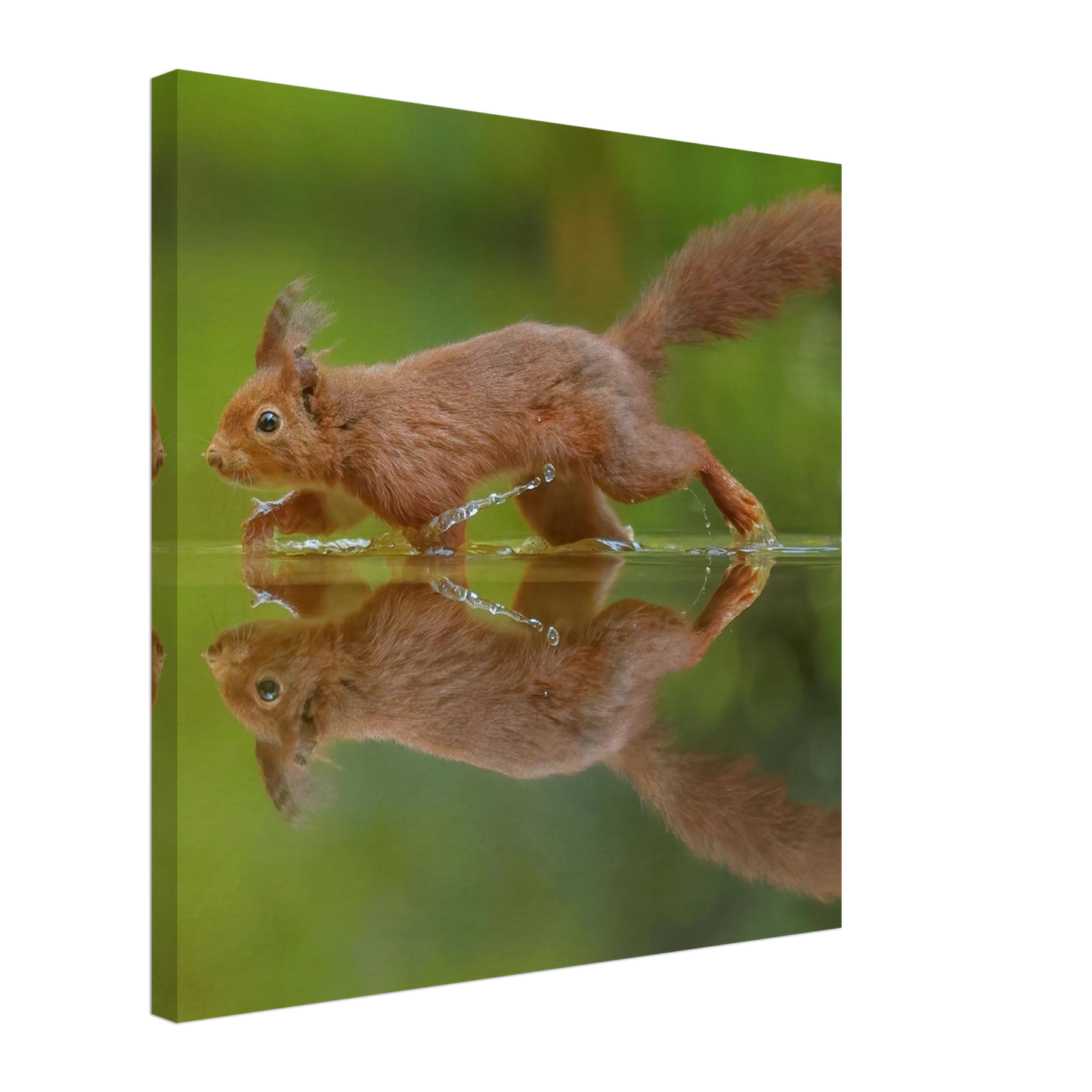 Wandbild eichhoernchen tanz eichhoernchen kunst fuer zuhause in ihrer wunschgroesse