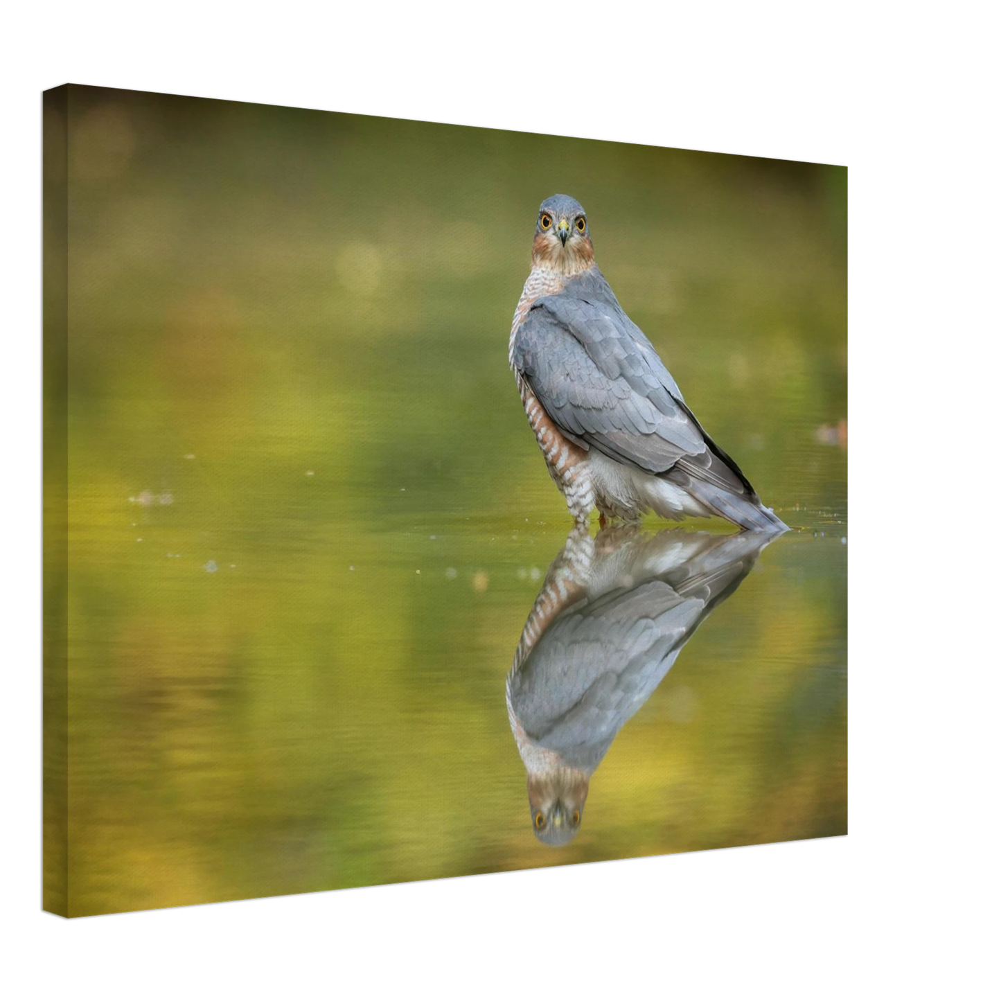 Wandbild mystischer sperber im morgengold faszinierende wildtierfotografie in ihrer wunschgroesse