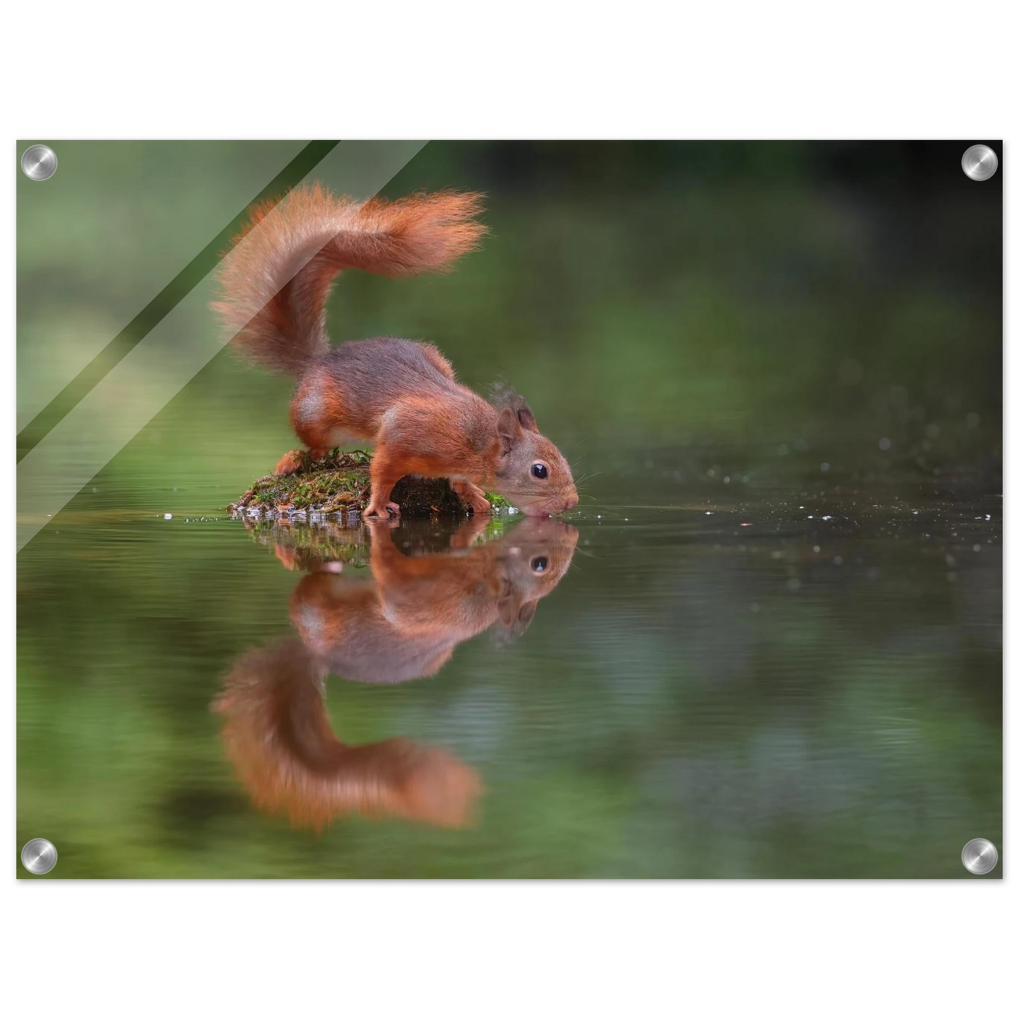 Wandbild durstiges eichhoernchen eine ruhige reflexion in der natur erhaeltlich in vielen groessen