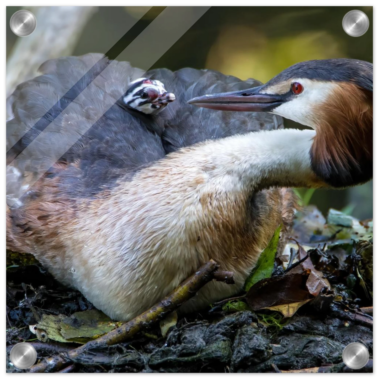 Wandbild zaertliche grosse haubentaucher familie naturgetreuer kunstdruck in ihrer wunschgroesse