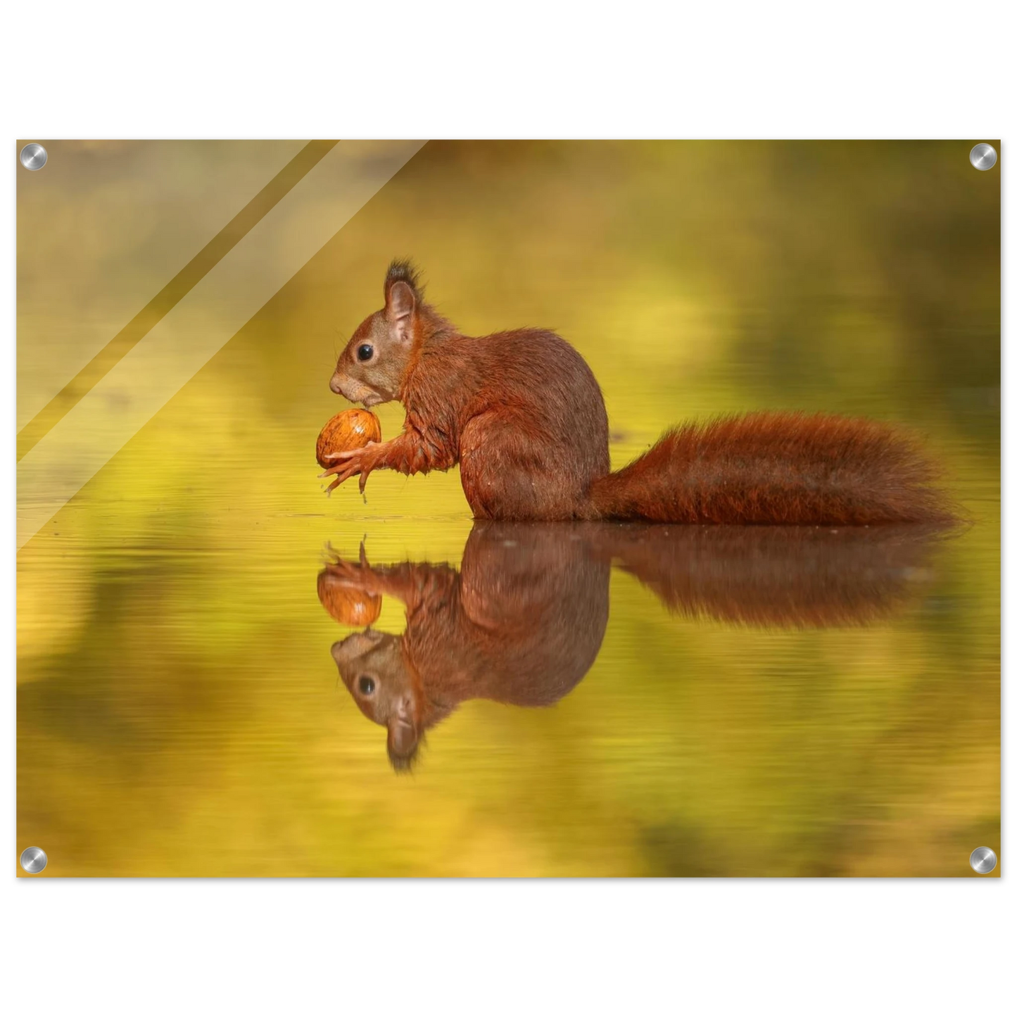 Wandbild eichhoernchen im goldenen herbstlicht lebendige tierfotografie fuer ihre wand