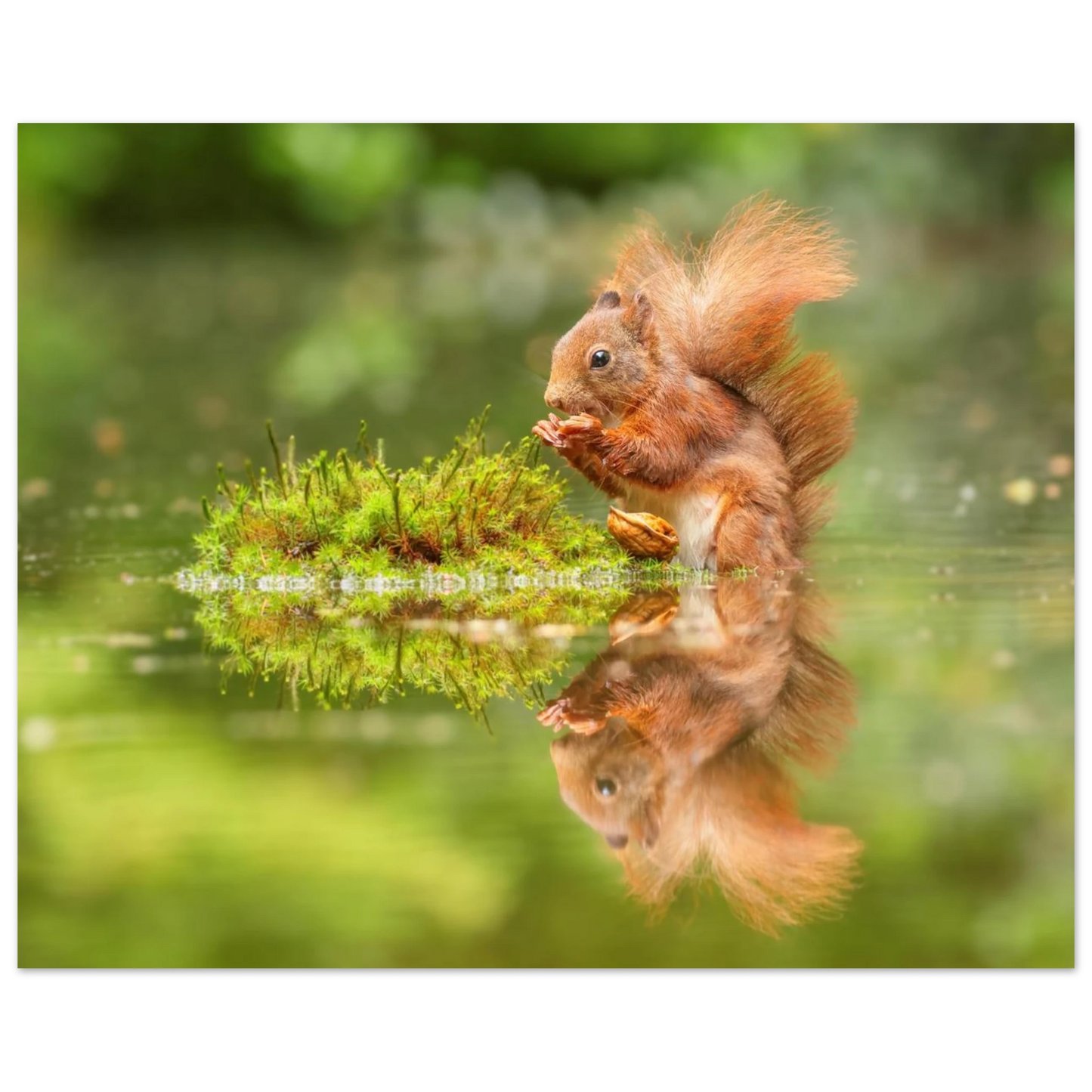 Wandbild bezauberndes eichhoernchen mit nuss ein spiegelbild der natur