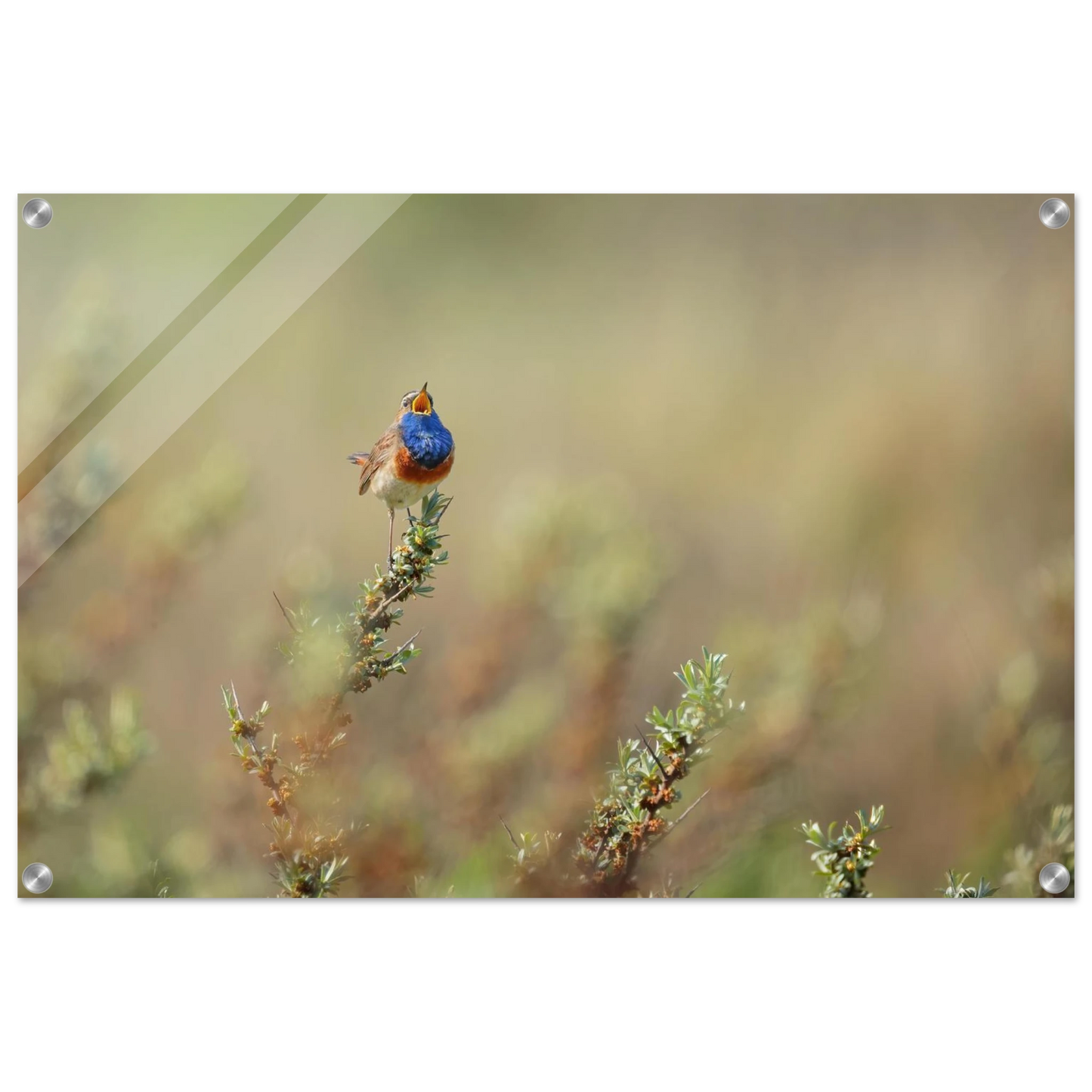 Wandbild lebendige nachtigall ein meisterwerk der naturfotografie fuer ihr zuhause