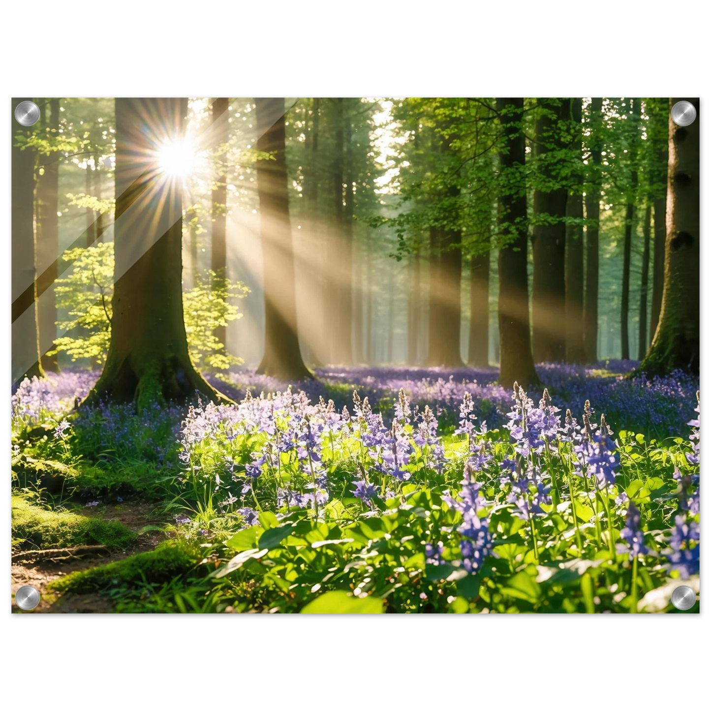 Wandbild mystischer morgenwald mit sonnenstrahlen und lila blueten in vielen groessen