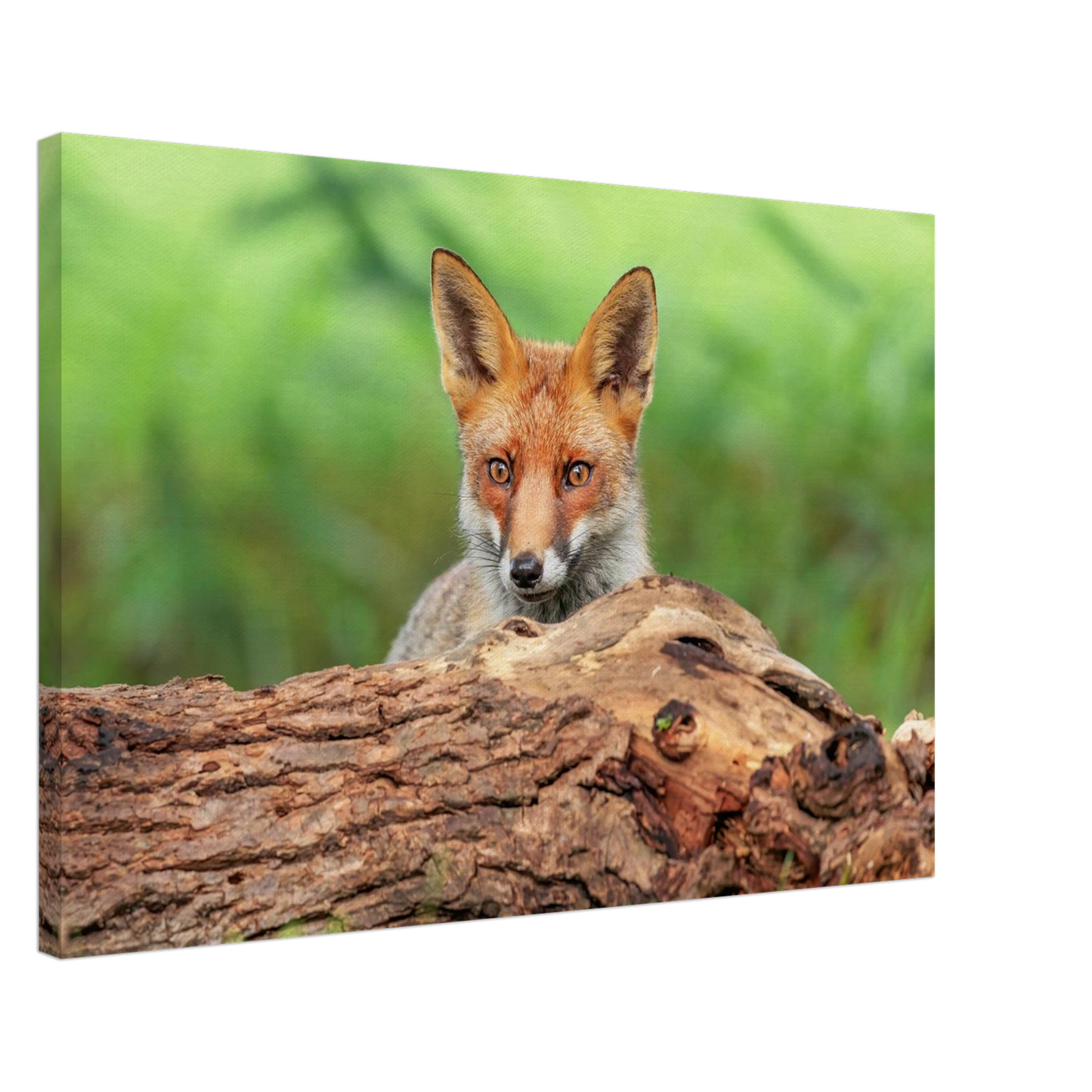 Wandbild fuchs im versteck einzigartige naturkunst fuer ihr zuhause