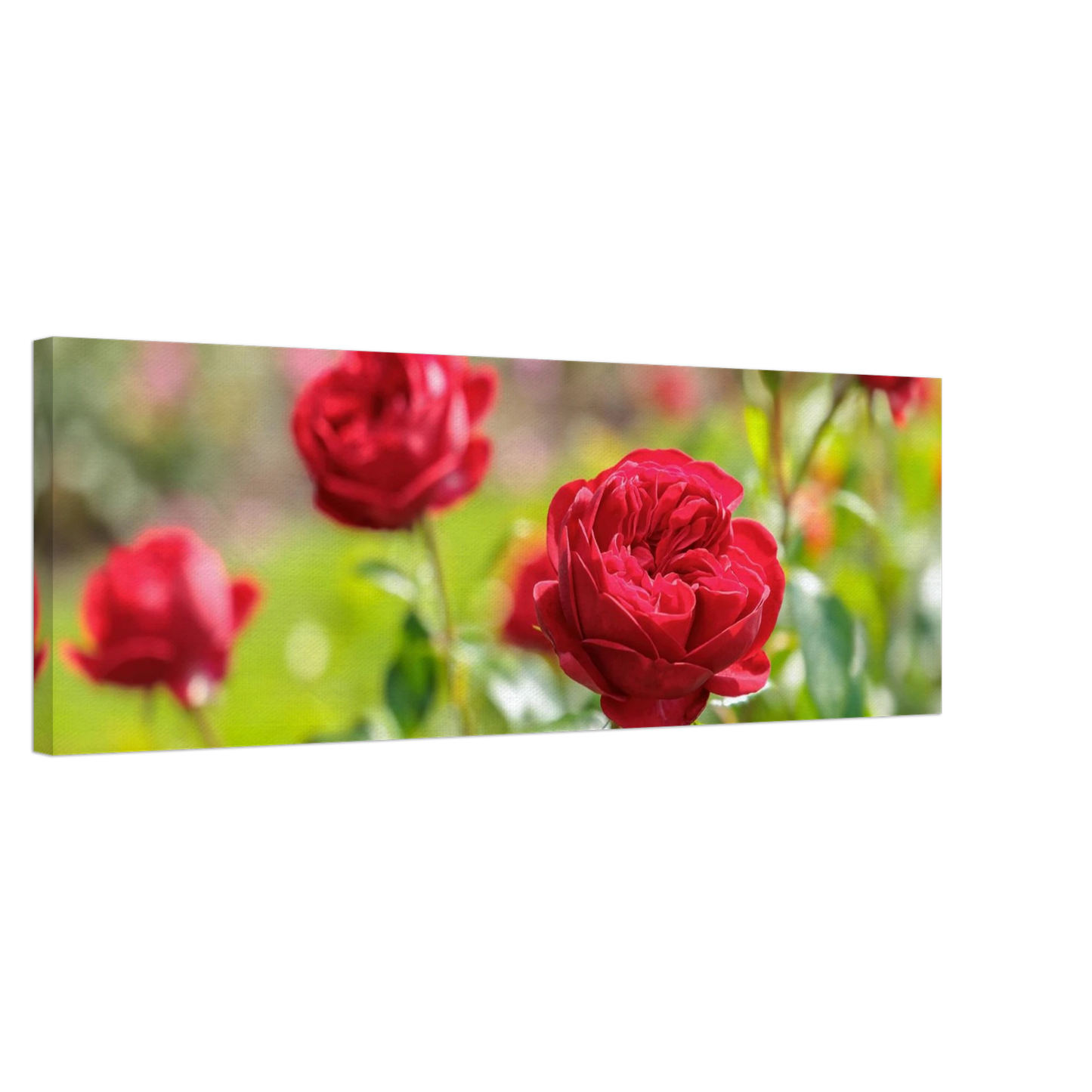 Wandbild rote rosen lebendige bluetenpracht fuer ihr zuhause in ihrer wunschgroesse