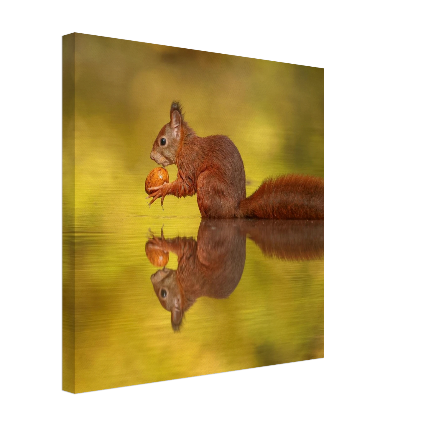 Wandbild eichhoernchen im goldenen herbstlicht lebendige tierfotografie fuer ihre wand