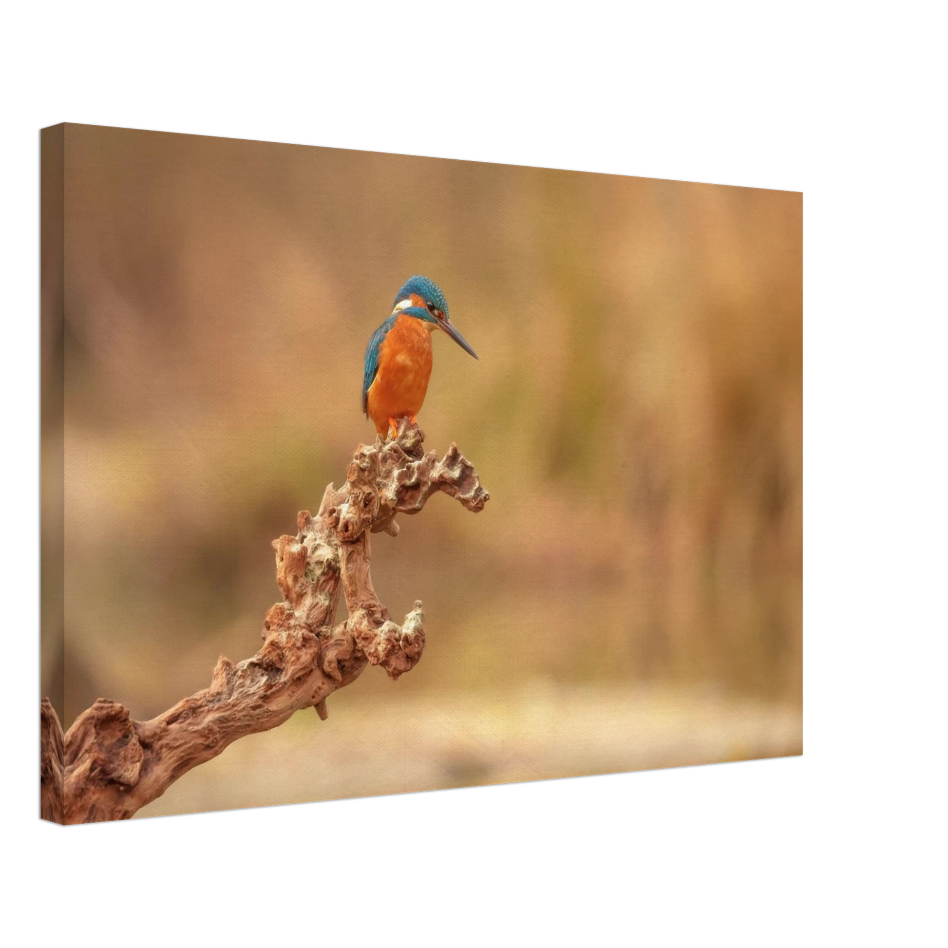 Wandbild eisvogel lebendige naturkunst fuer ihr zuhause in vielen groessen