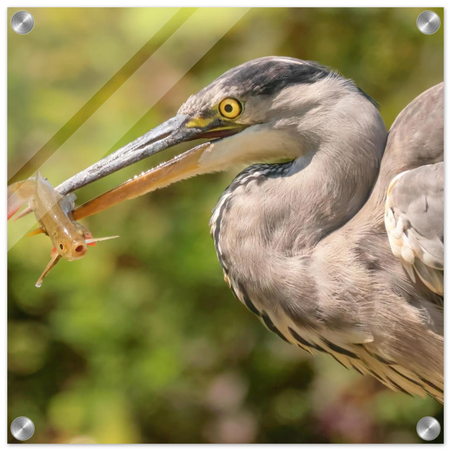 Wandbild graureiher mit fisch ein faszinierender moment in der natur verfuegbar in ihrer wunschgroesse