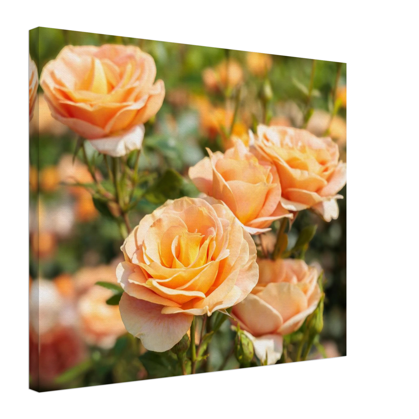 Wandbild romantische pfirsichrosen im sonnenschein botanische kunst fuer ihr zuhause in vielen groessen